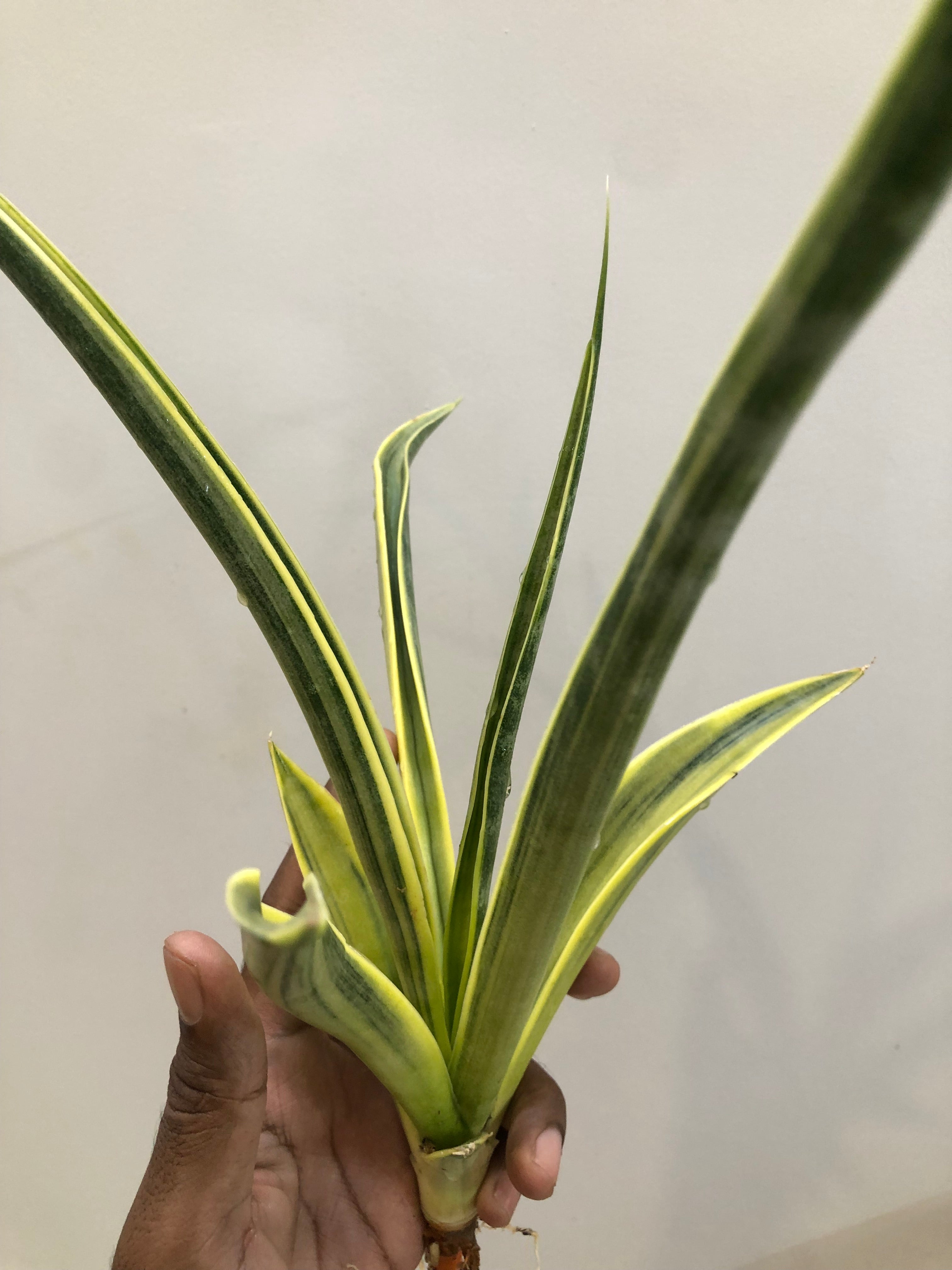 Sansevieria UGANDA VAR