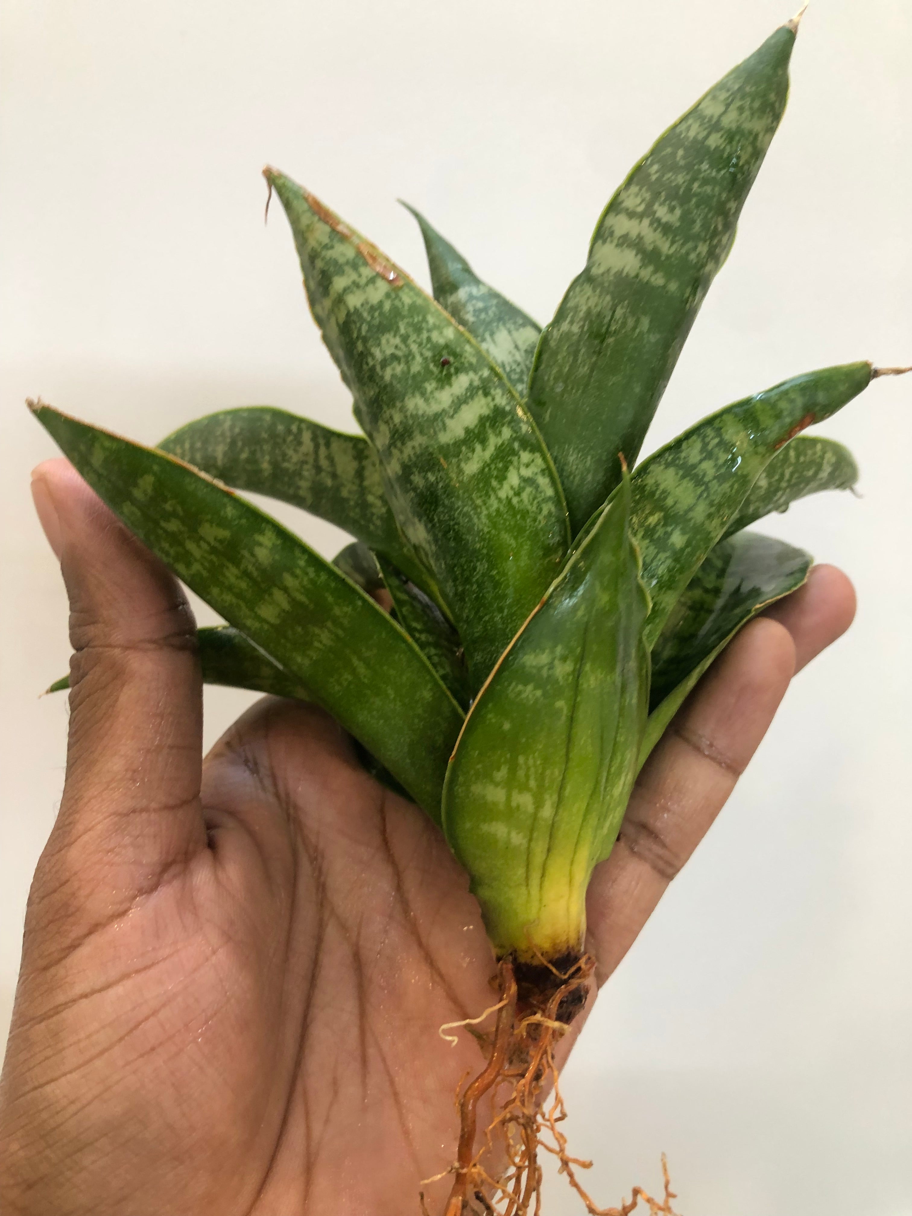 Sansevieria SINTA (THATS HOW MATA SITA IS ADDRESSED IN INDONESIA)
