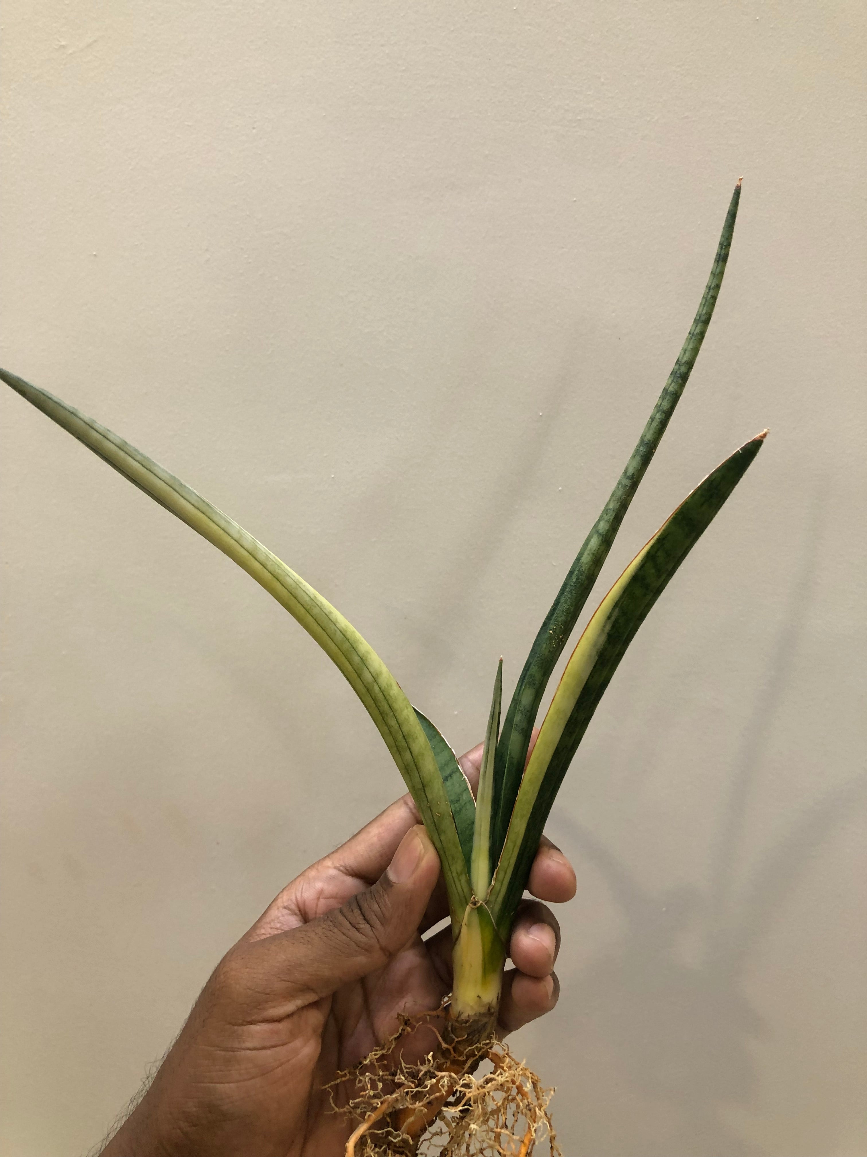 Sansevieria BANDIPUR WHITE VAR