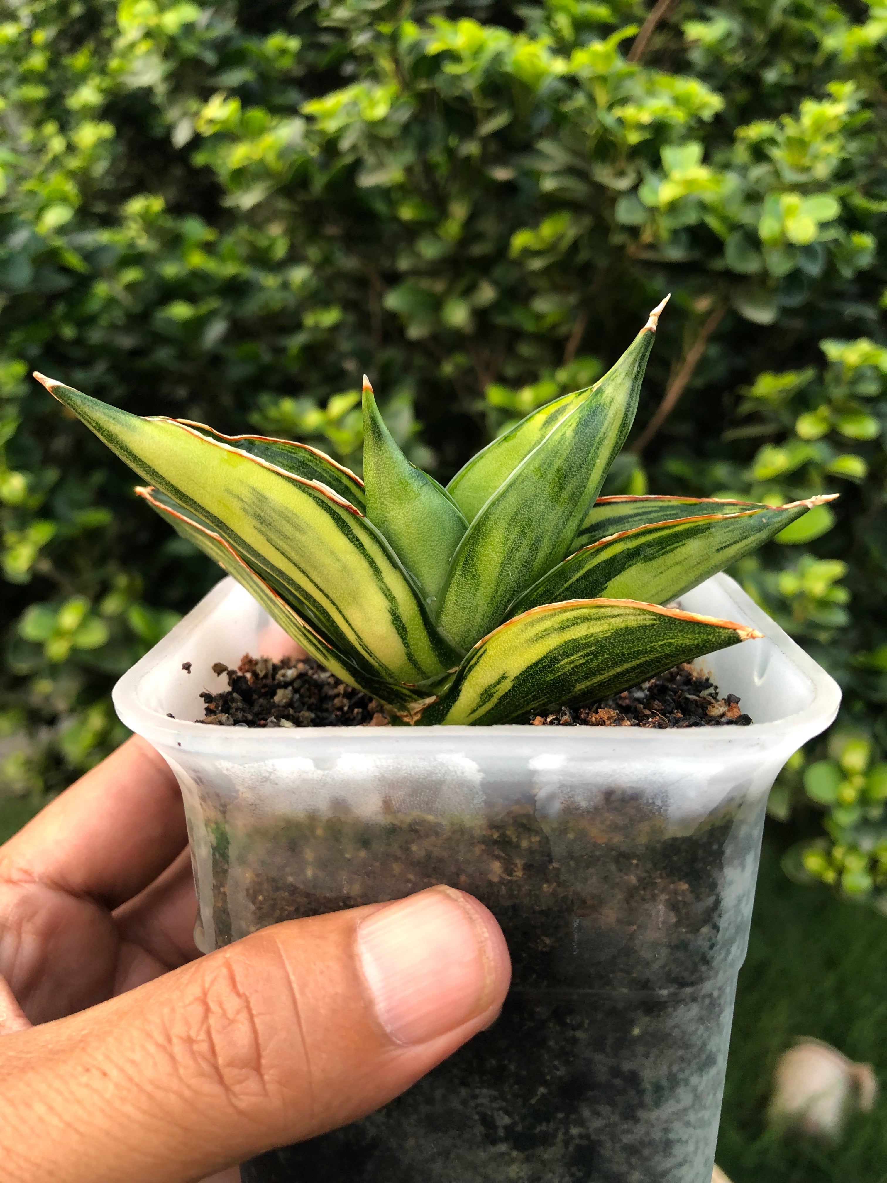 Sansevieria SWASDEE VARIEGATED