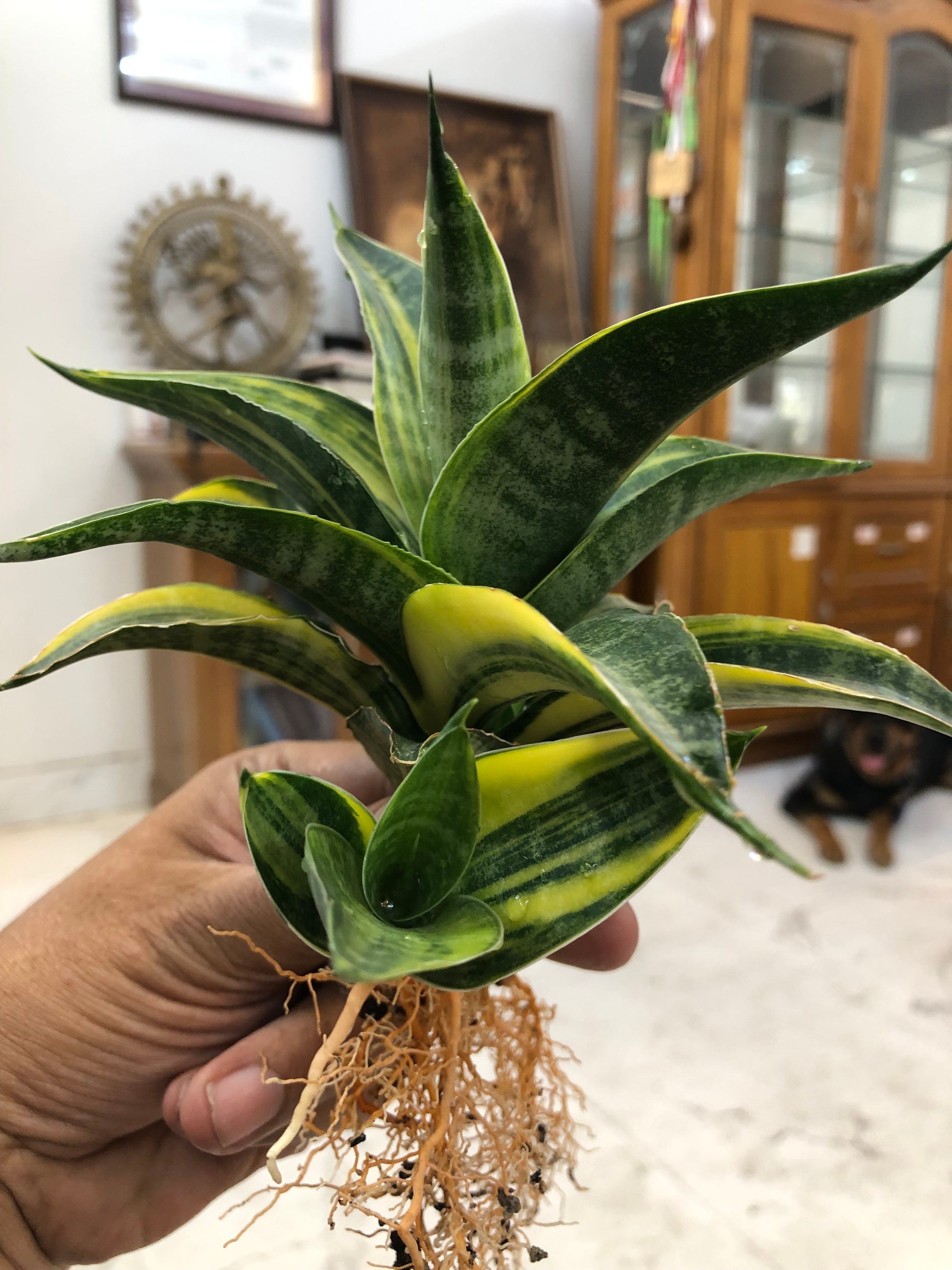 Sansevieria ARIELLA VARIEGATED
