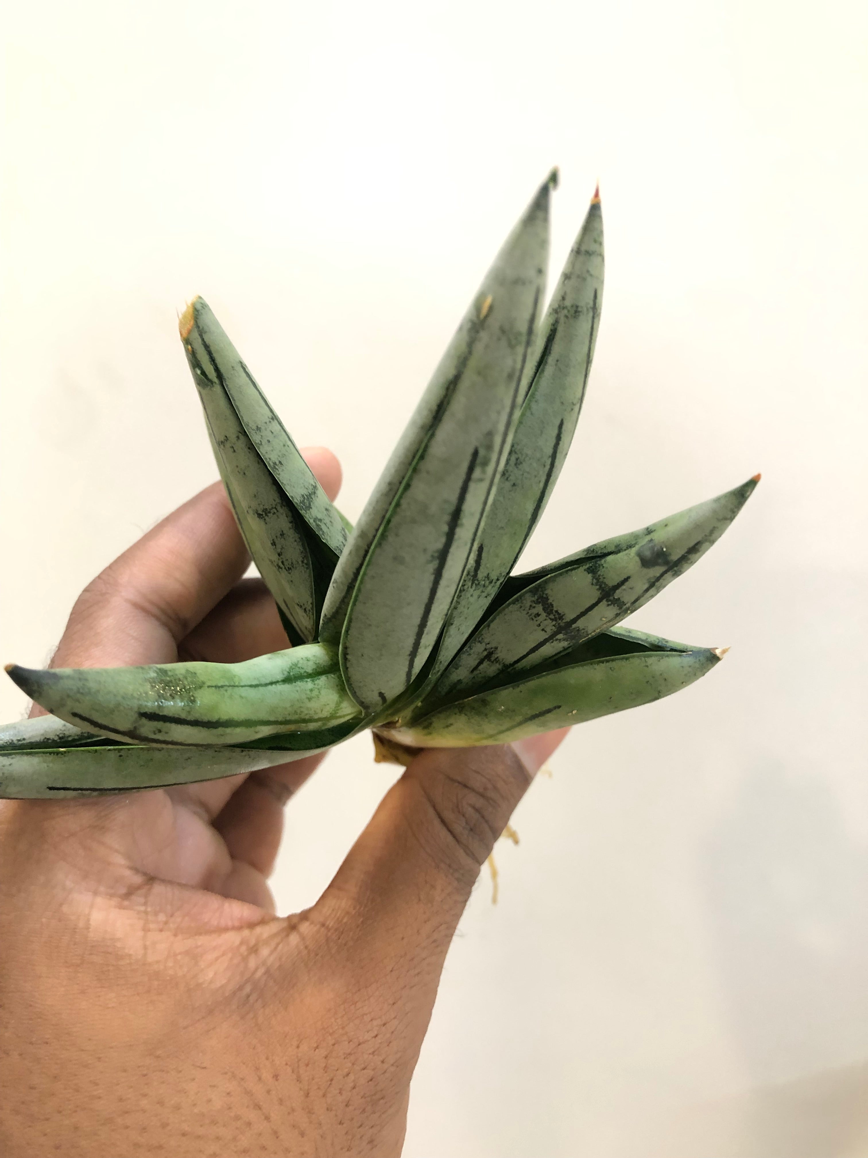Sansevieria Melon – Stylish Rare Indoor Snake Plant