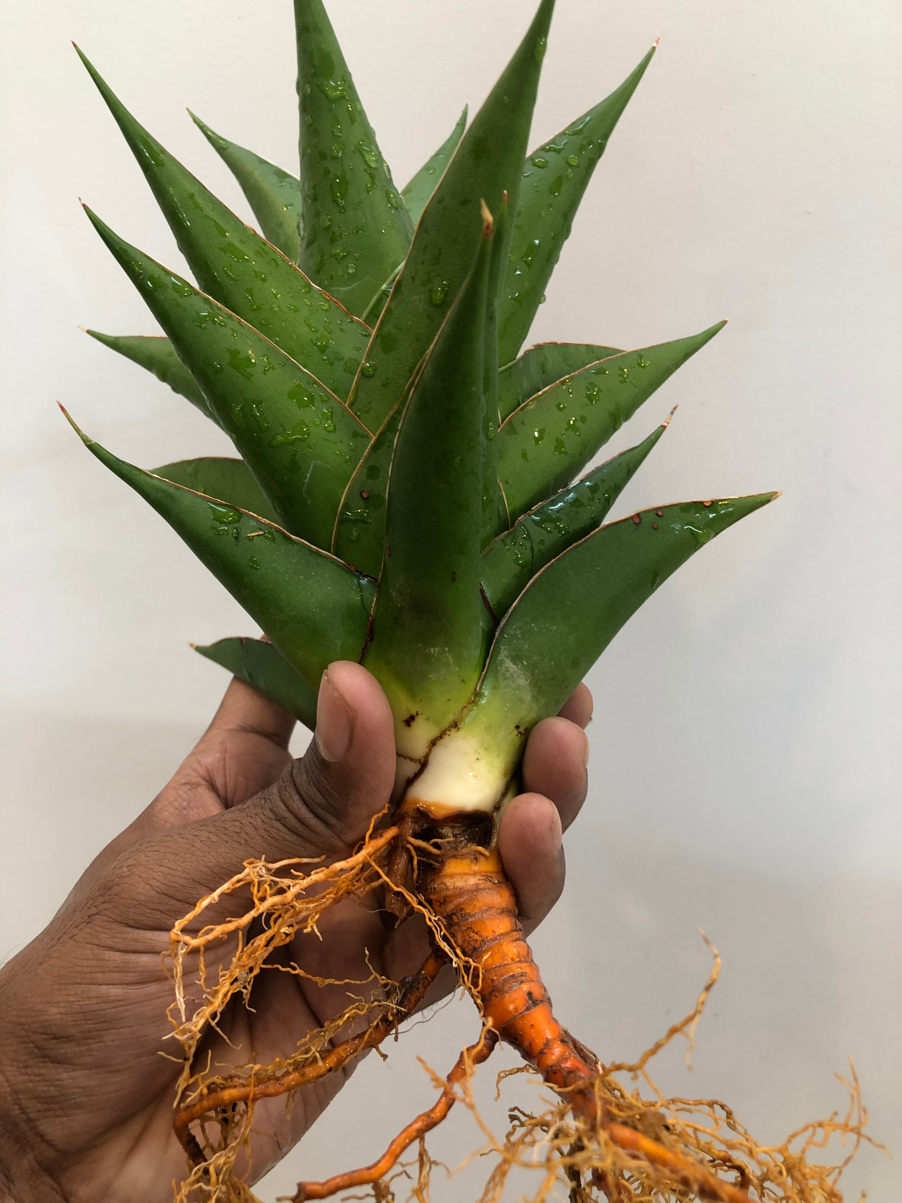 Sansevieria INDONESIAN TOWER