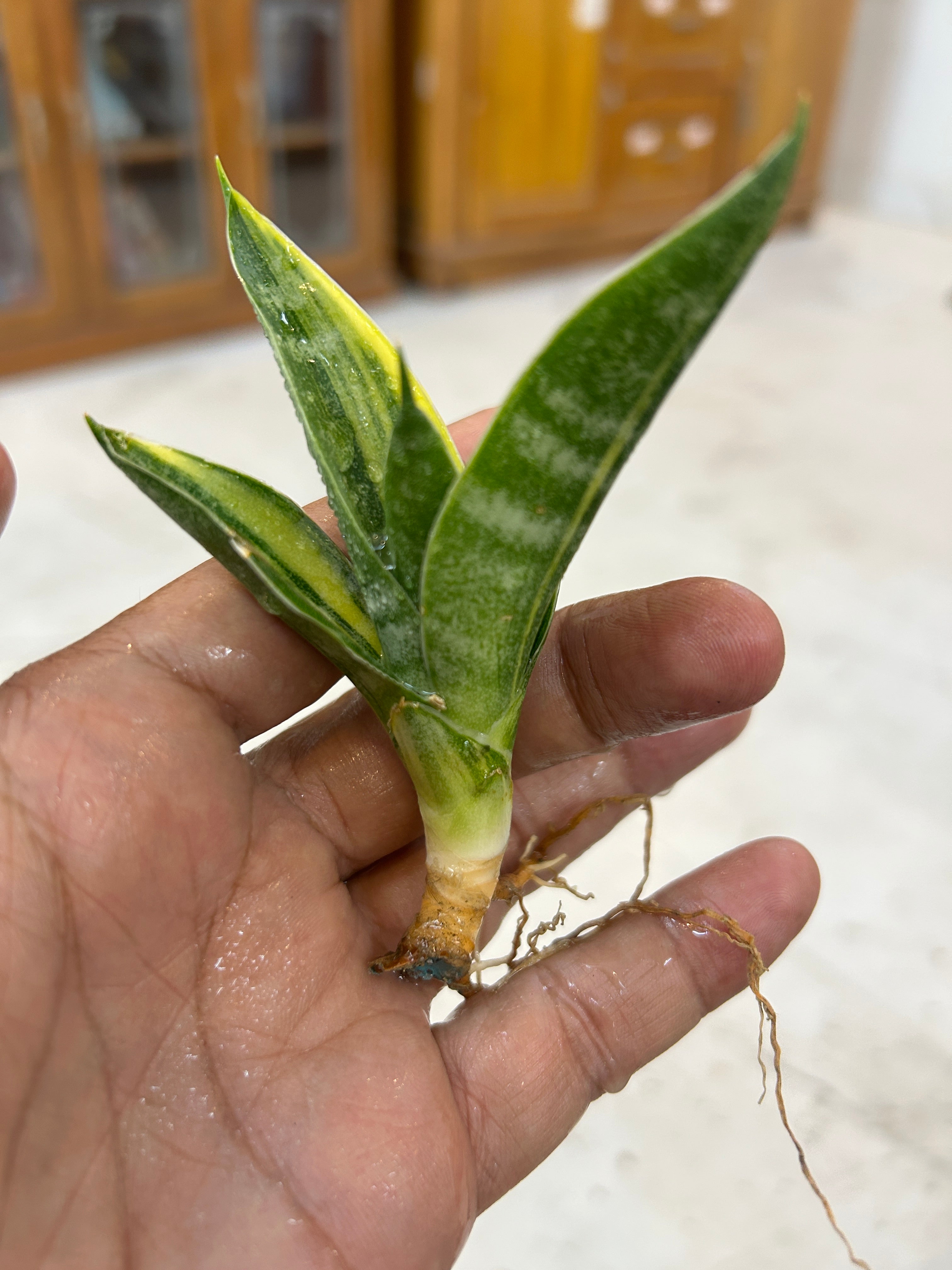 Sansevieria ARIELLA VARIEGATED