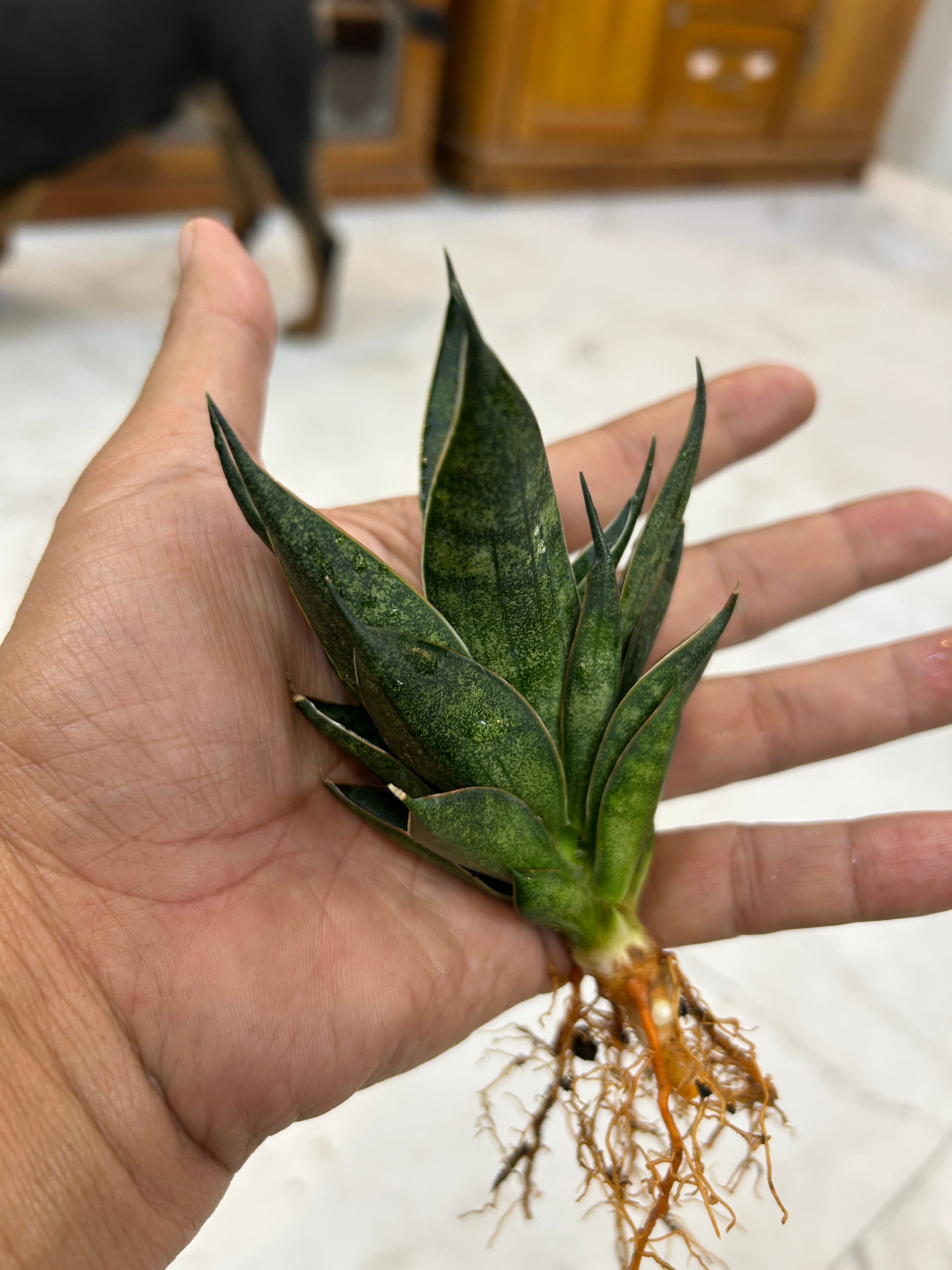 Sansevieria BLACK ANTS