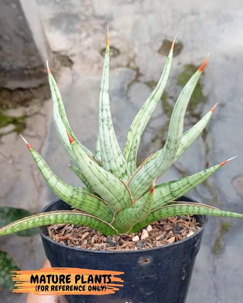 Sansevieria RUDAL