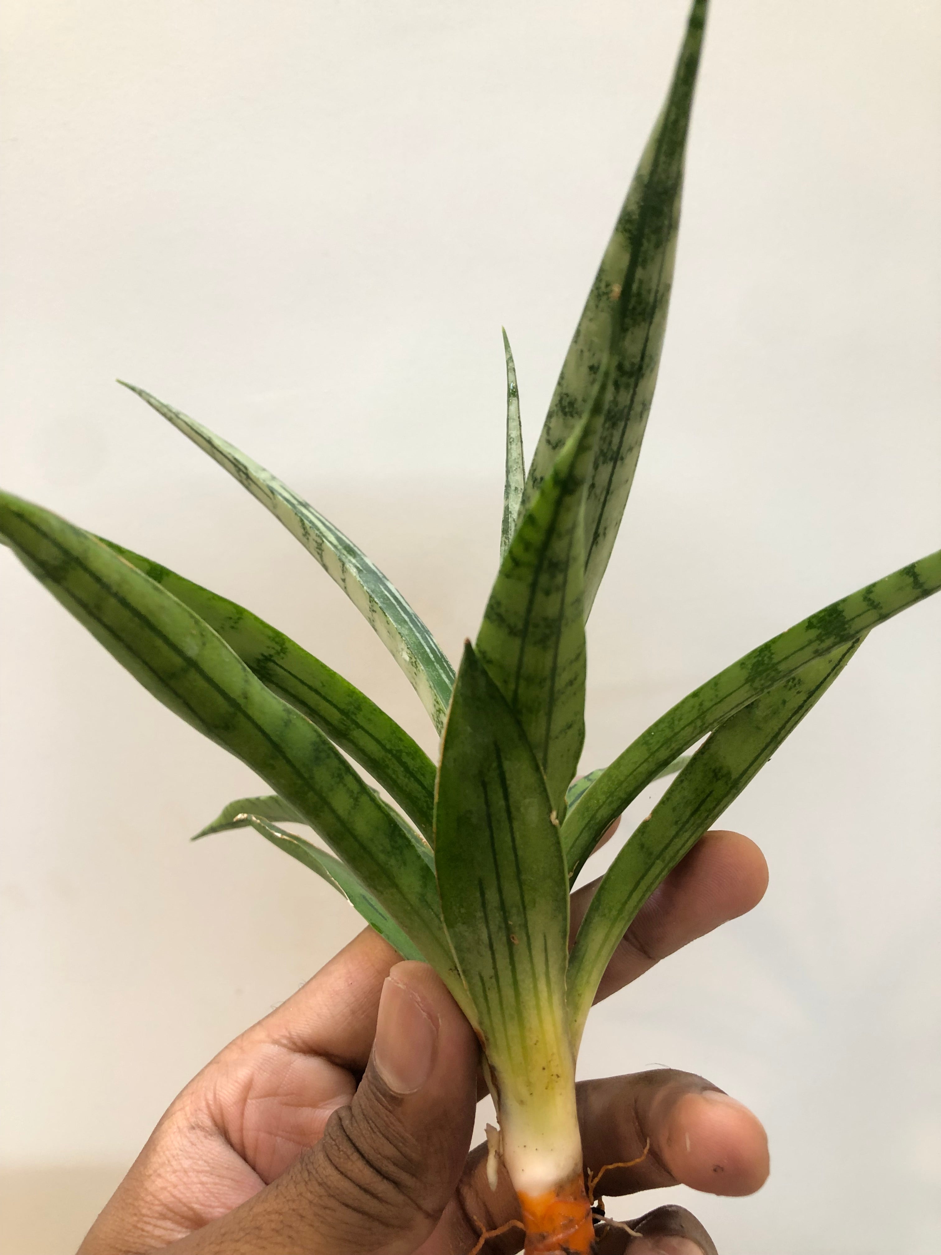Sansevieria FON PRUM