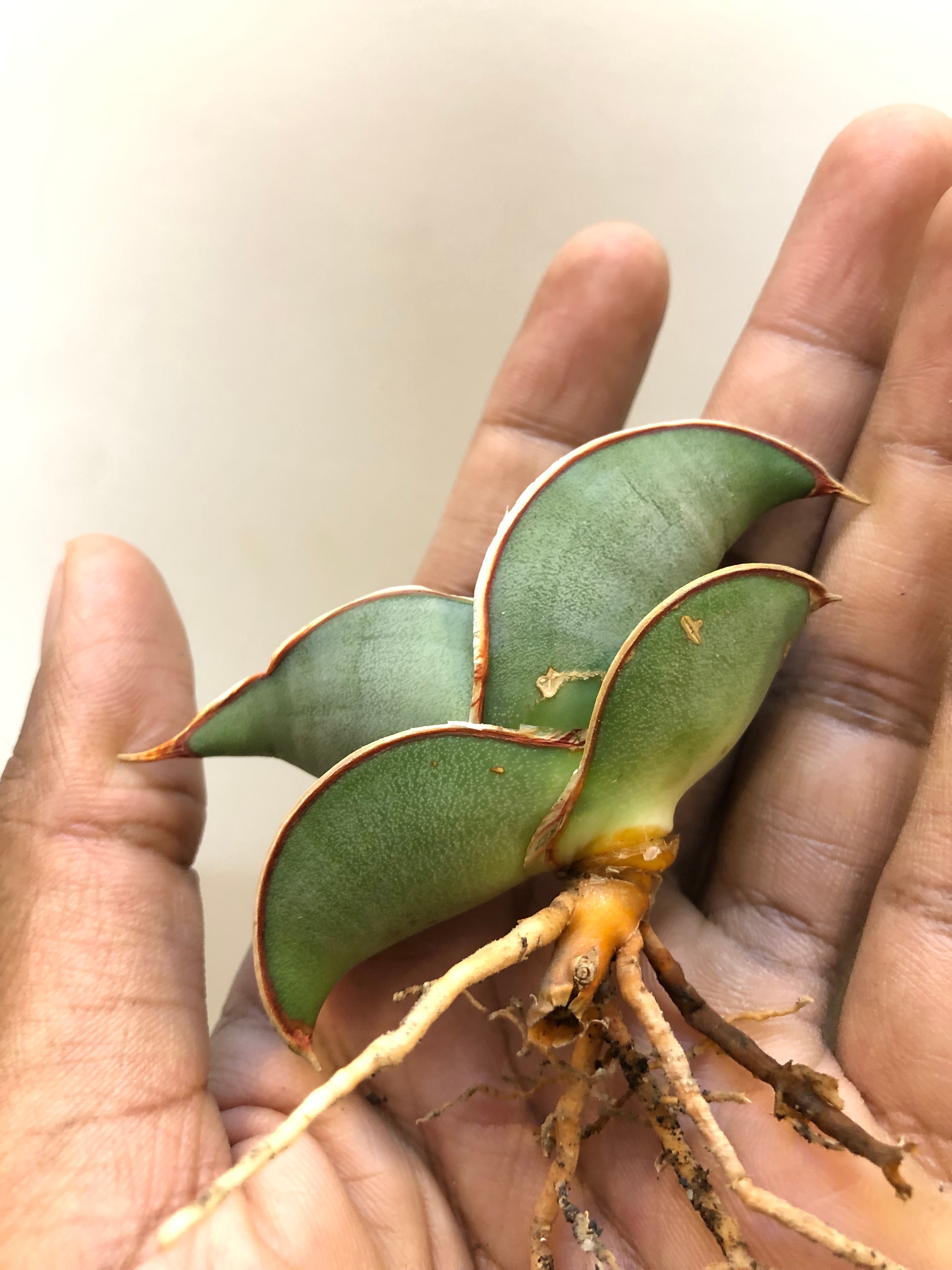 Sansevieria BANANA