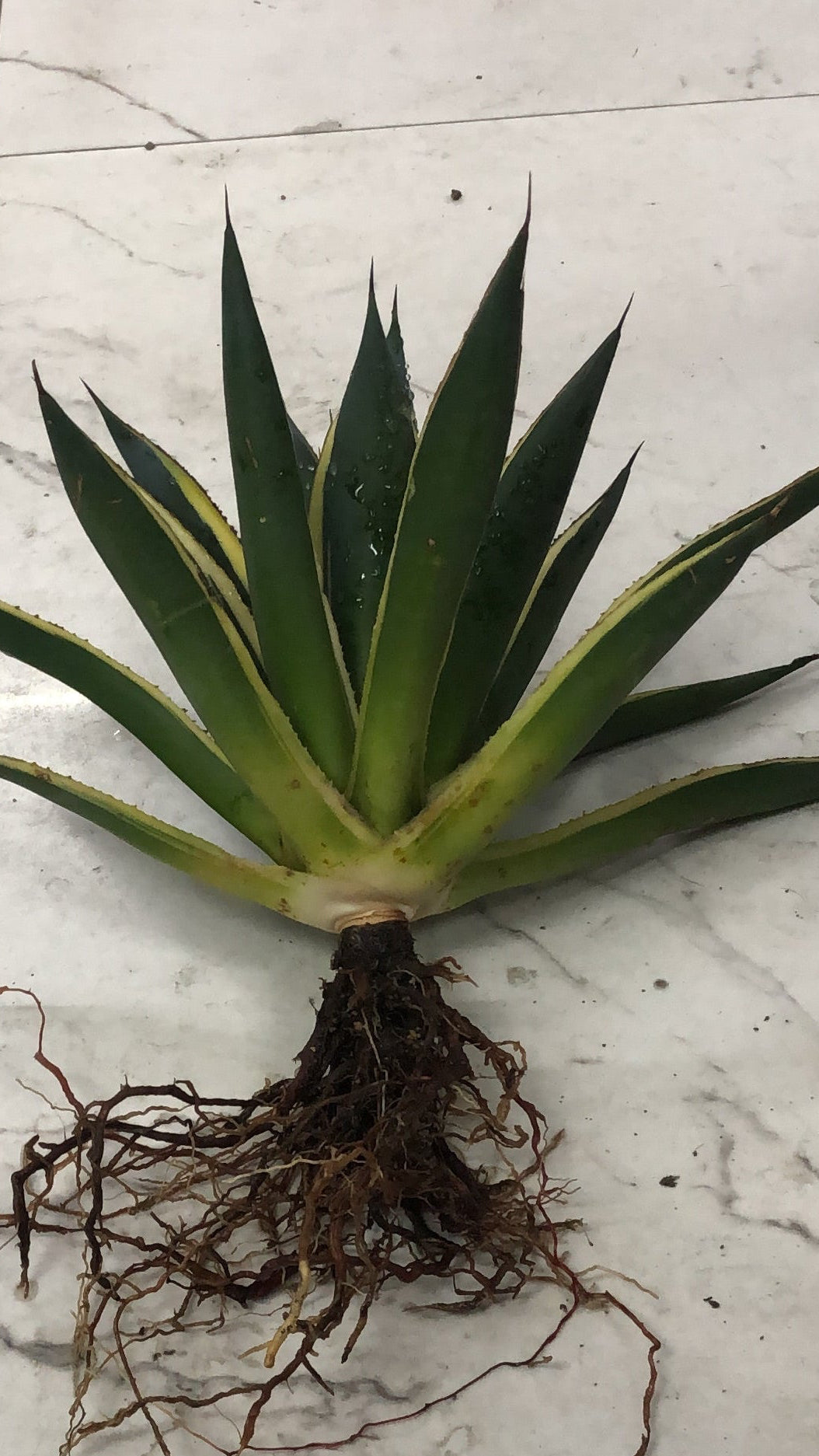 Agave SUNGLOW