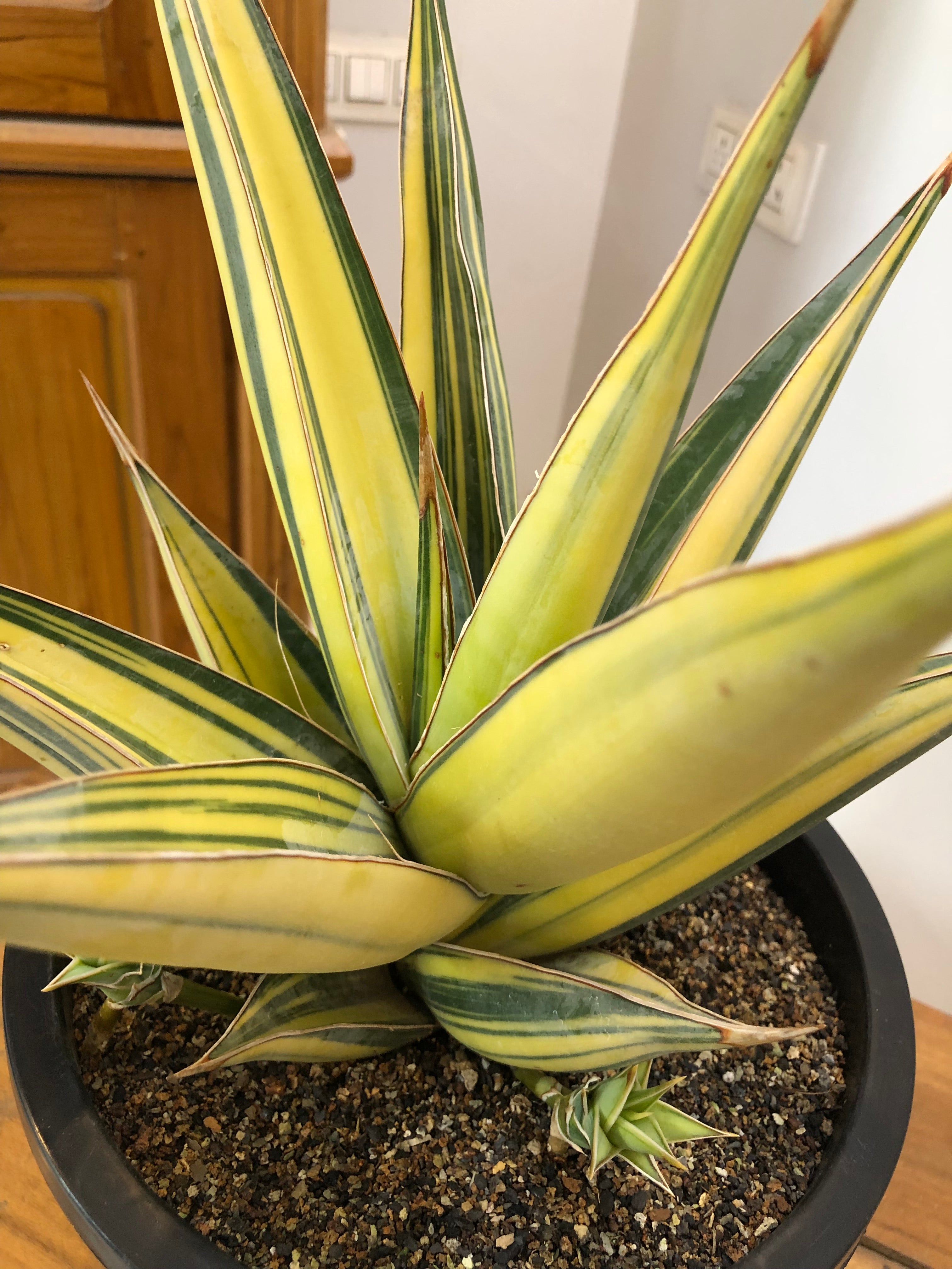 Sansevieria PINGUICULA VARIEGATED SPECIMEN