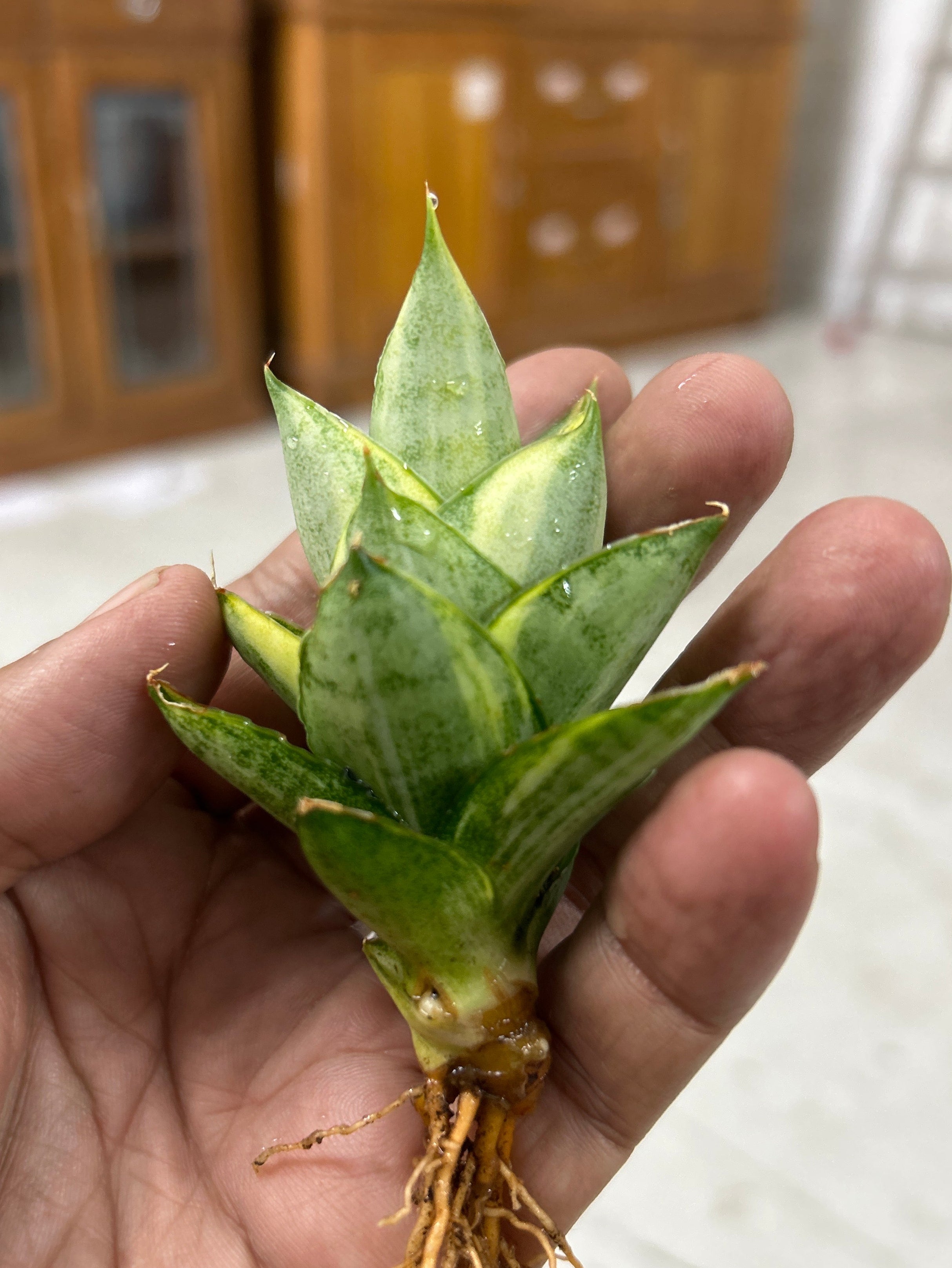 Sansevieria PAGODA VARIEGATED