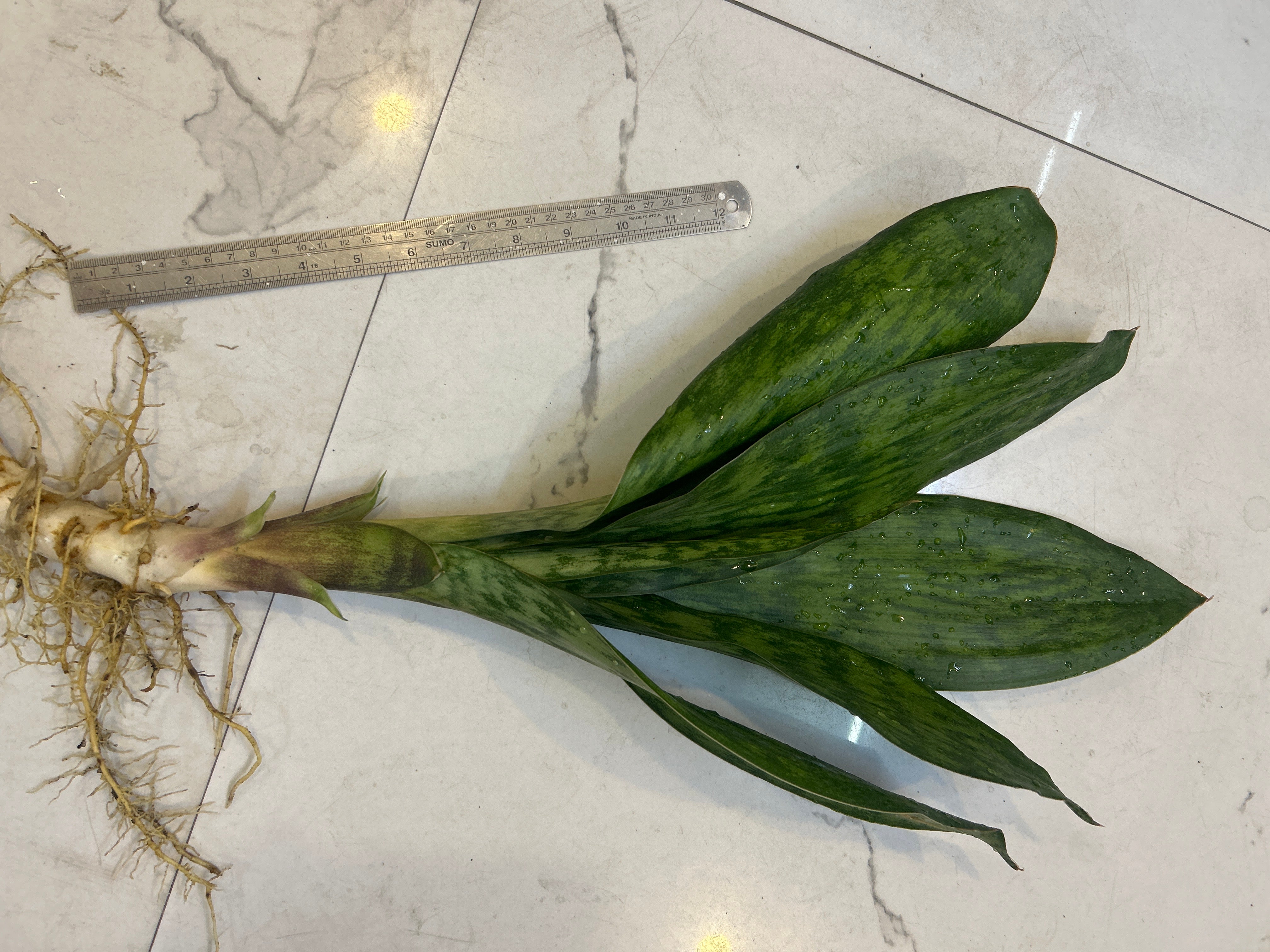 Sansevieria LAKE SIBAYA/GIANTLEAF/ SUDVALA CAVES