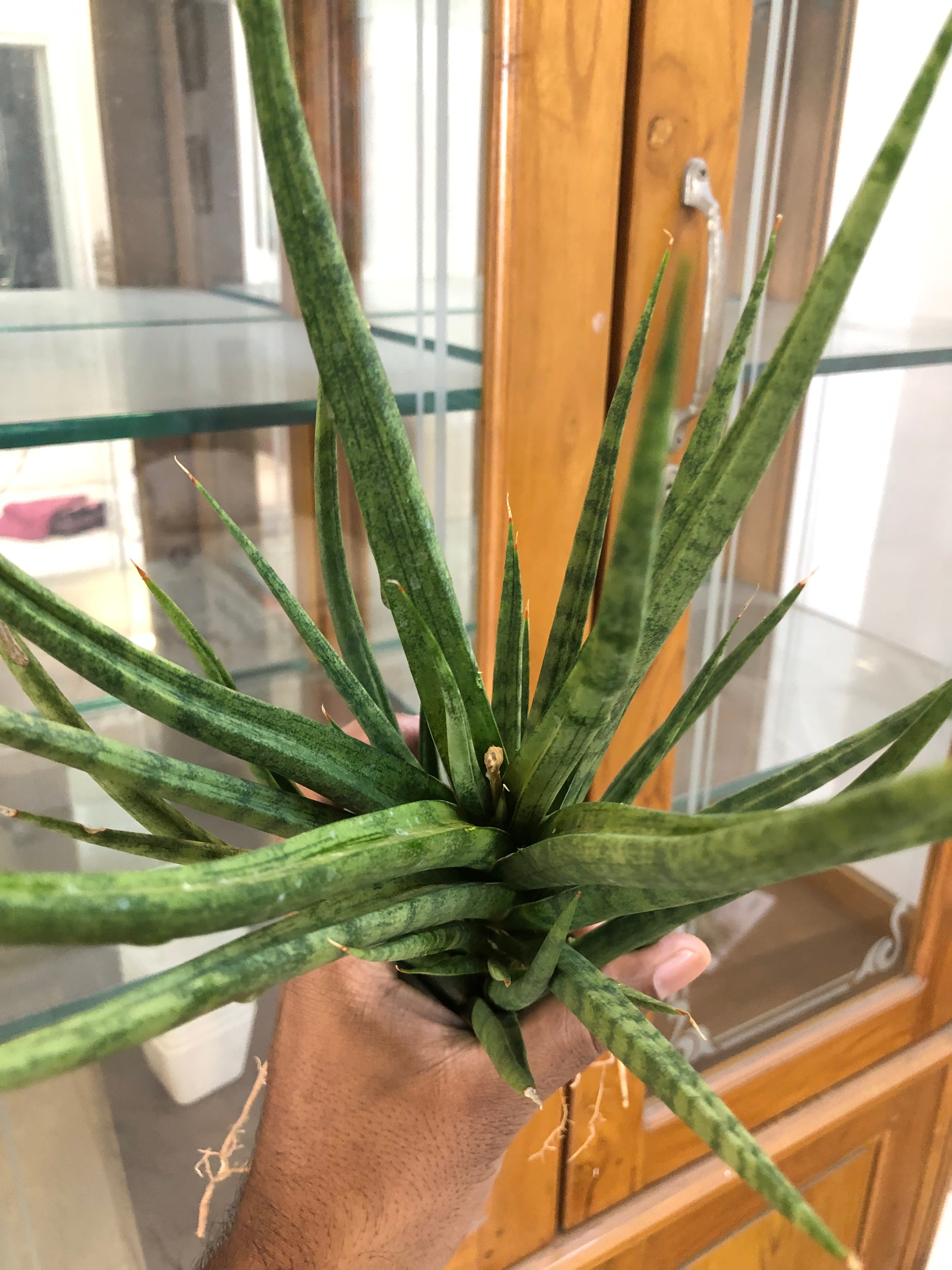 Sansevieria BUNLUE TORCH GREEN