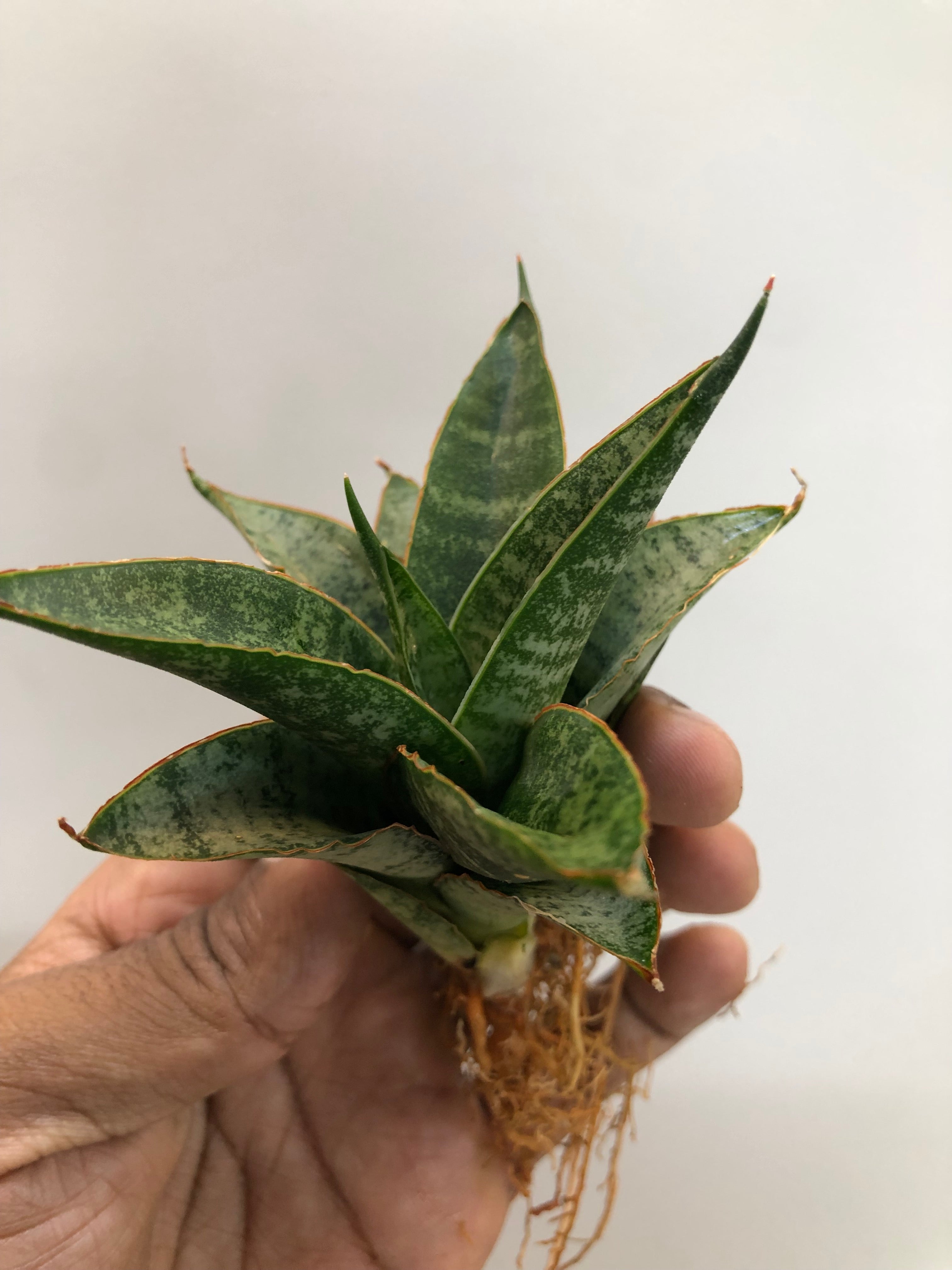 Sansevieria TELETUBBIES