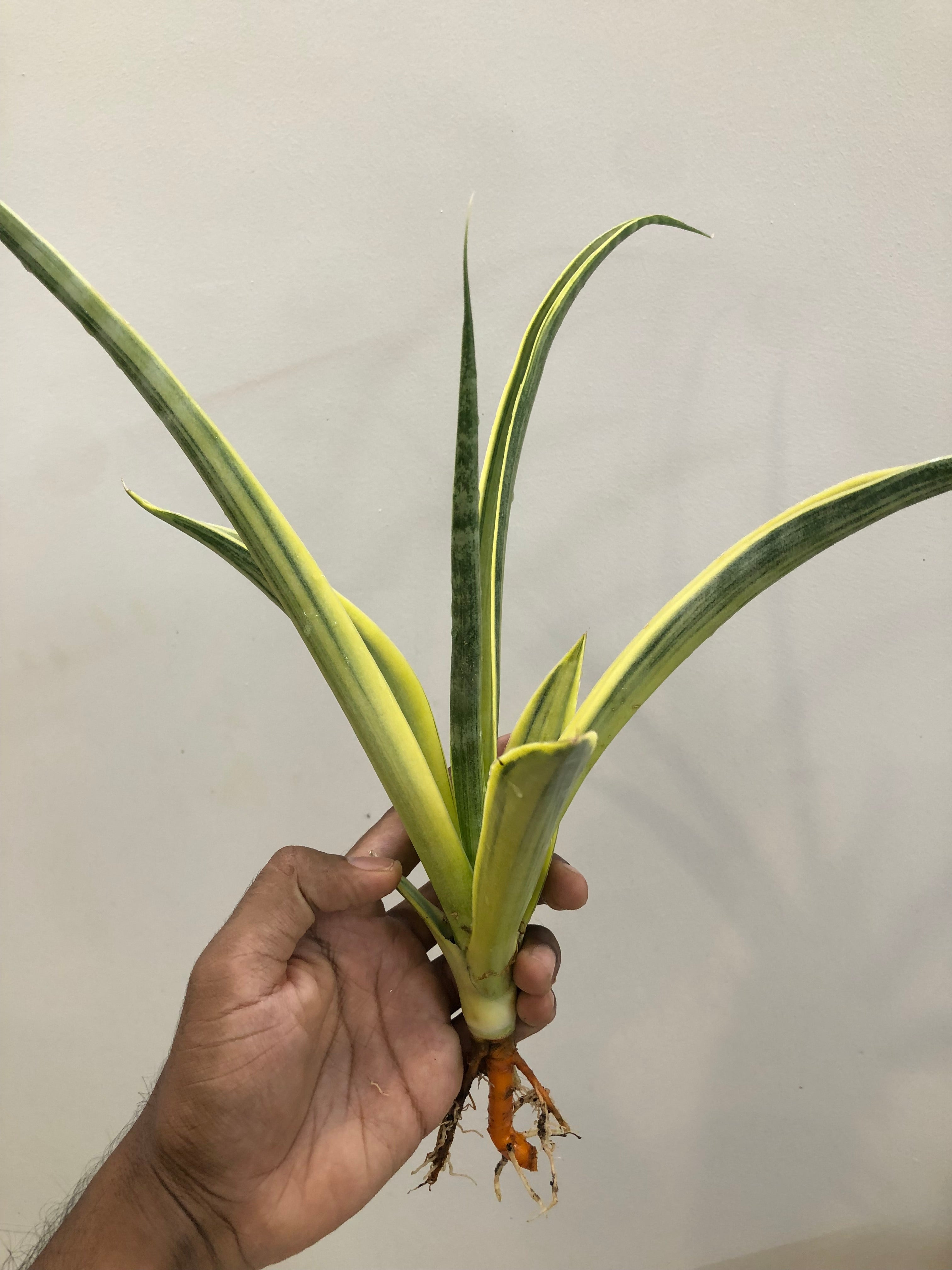 Sansevieria UGANDA VAR