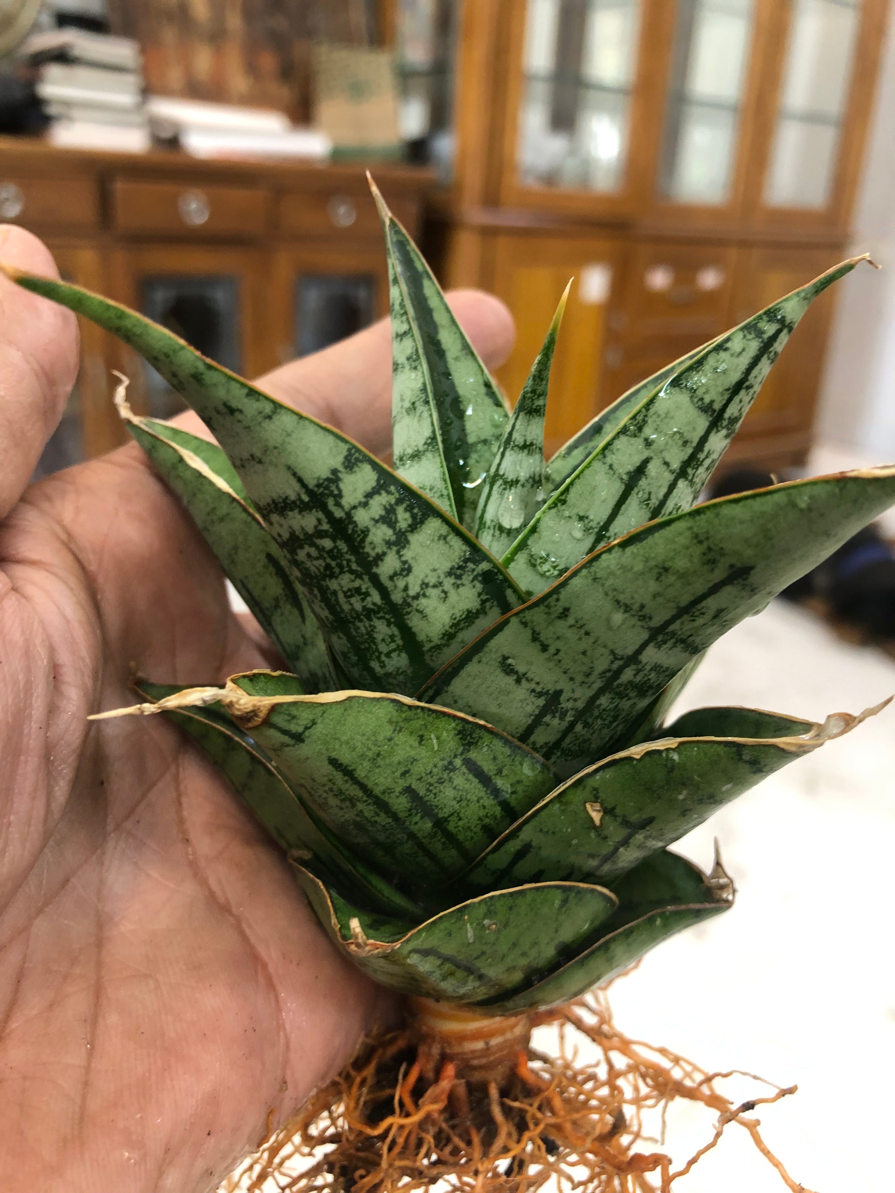 Sansevieria KAISAR