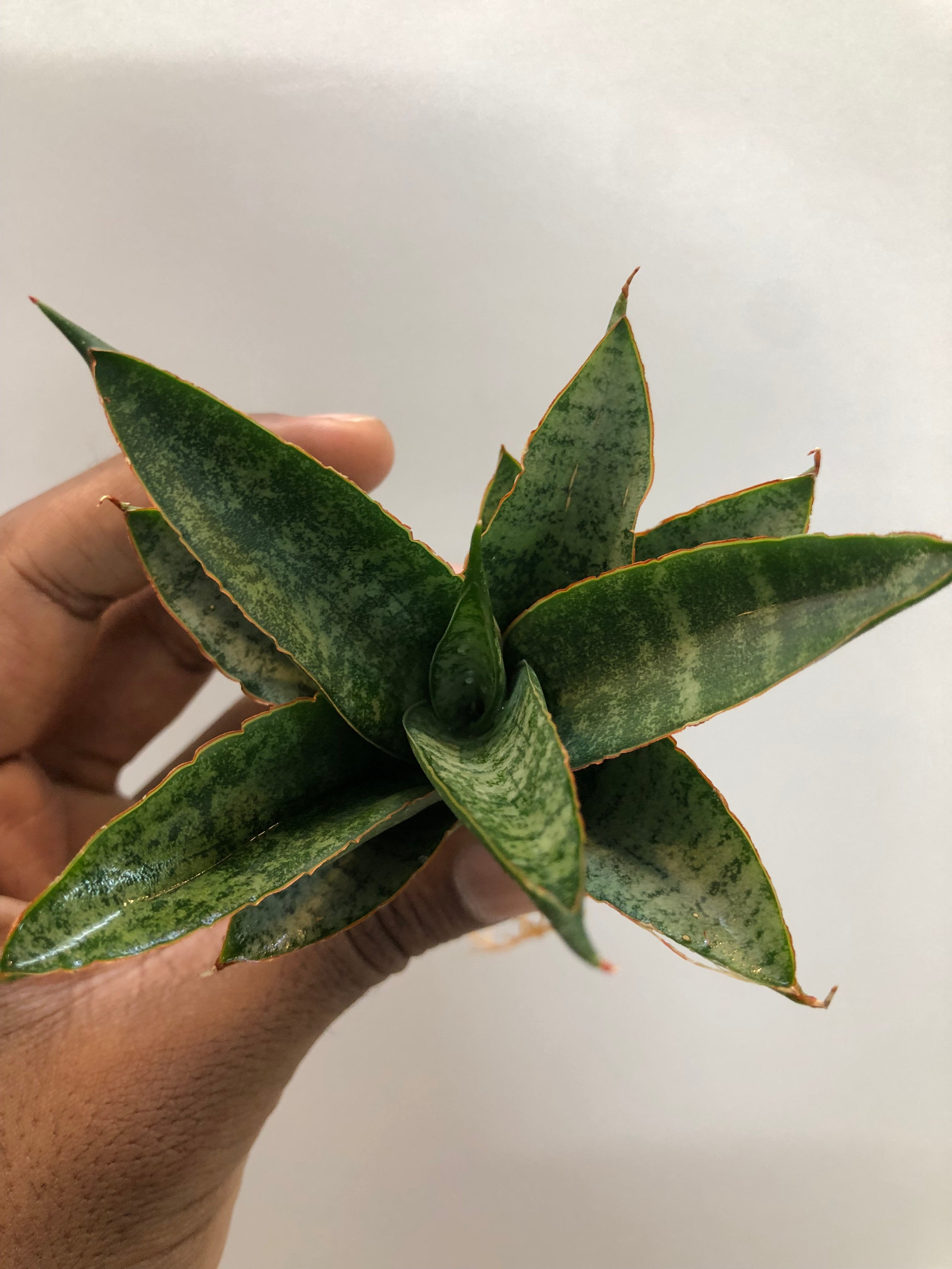 Sansevieria TELETUBBIES