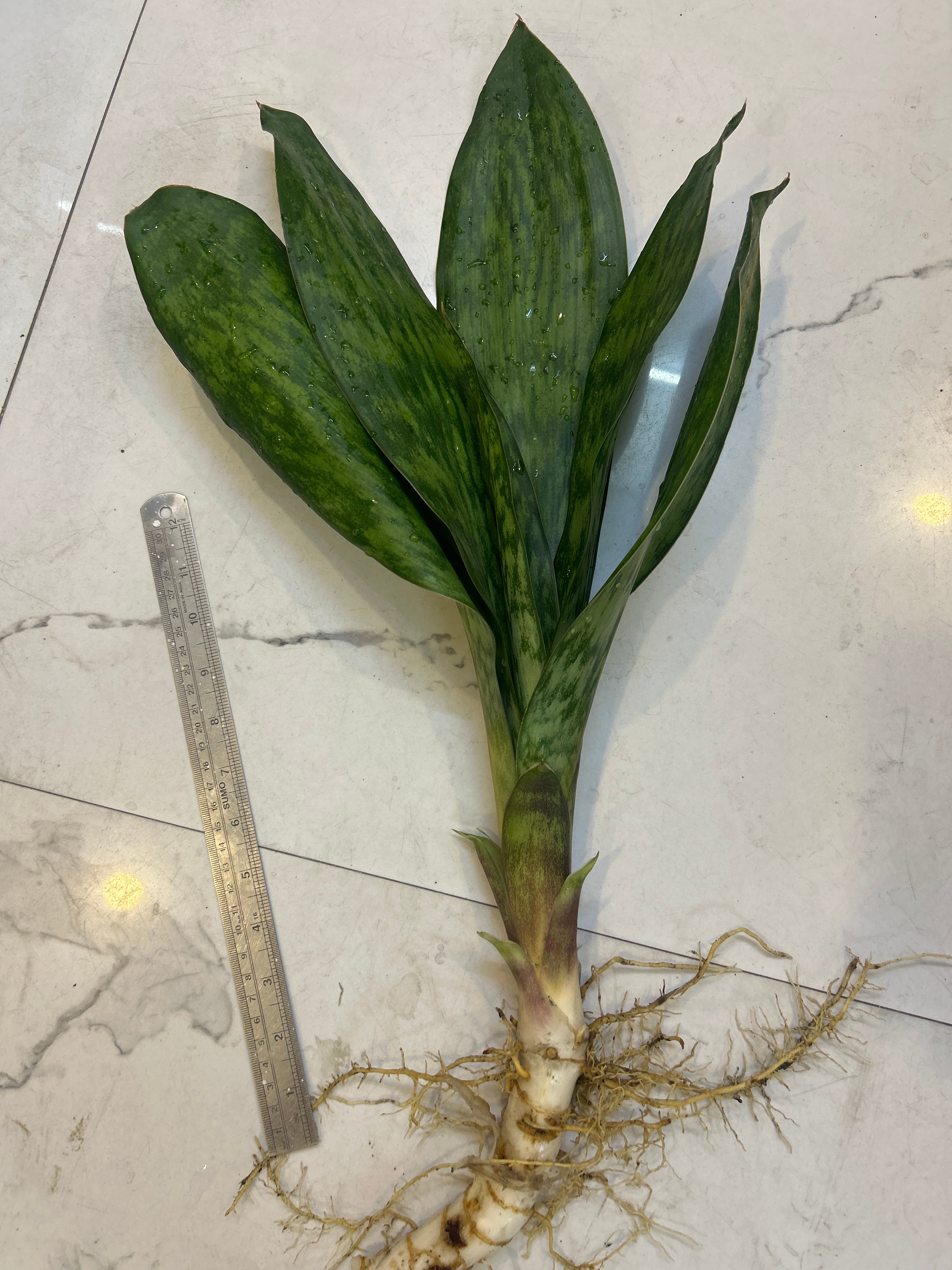 Sansevieria LAKE SIBAYA/GIANTLEAF/ SUDVALA CAVES