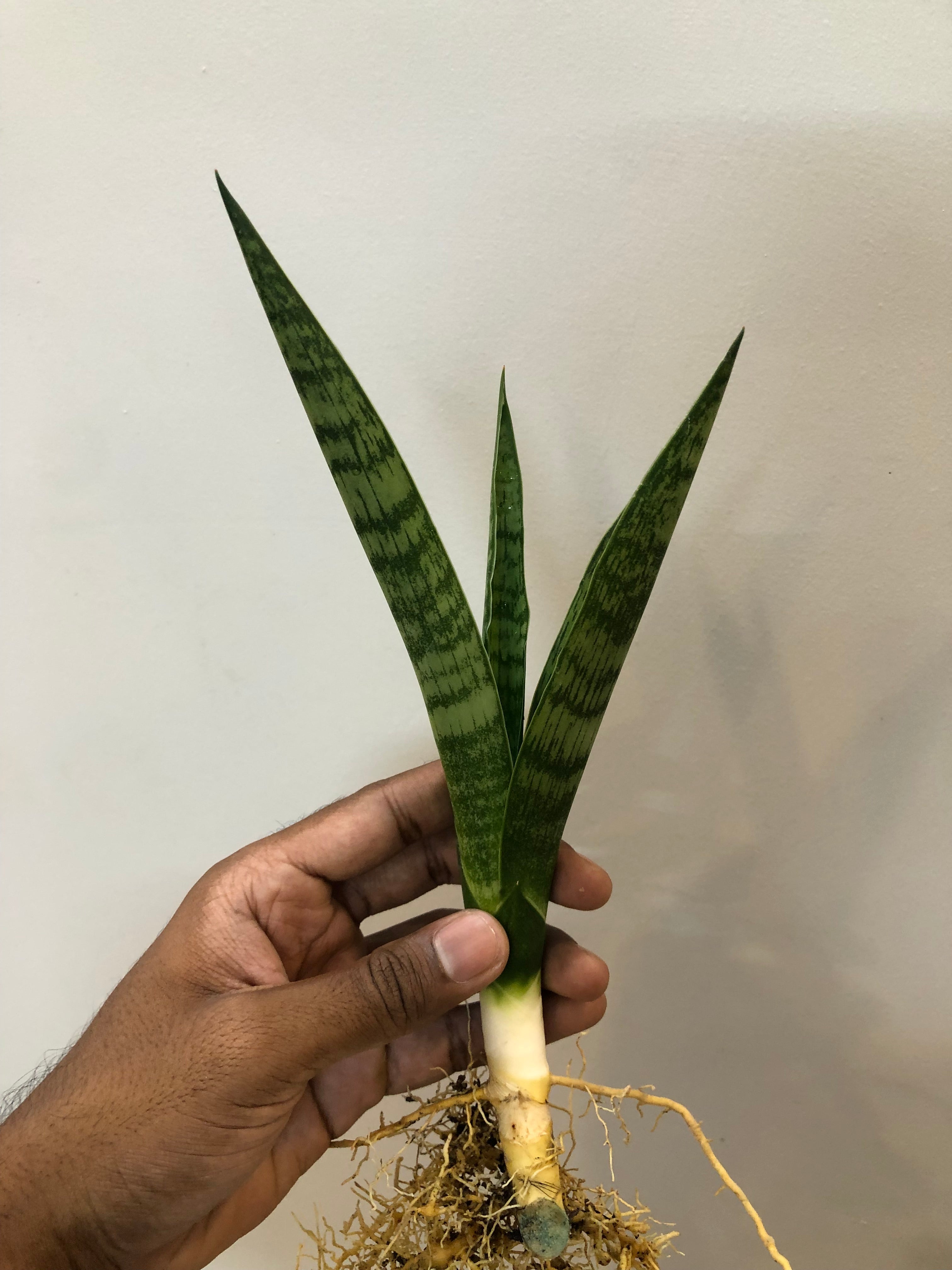 Sansevieria BALLERINA