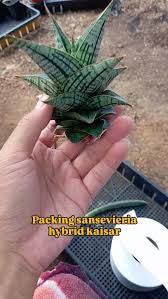 Sansevieria KAISAR
