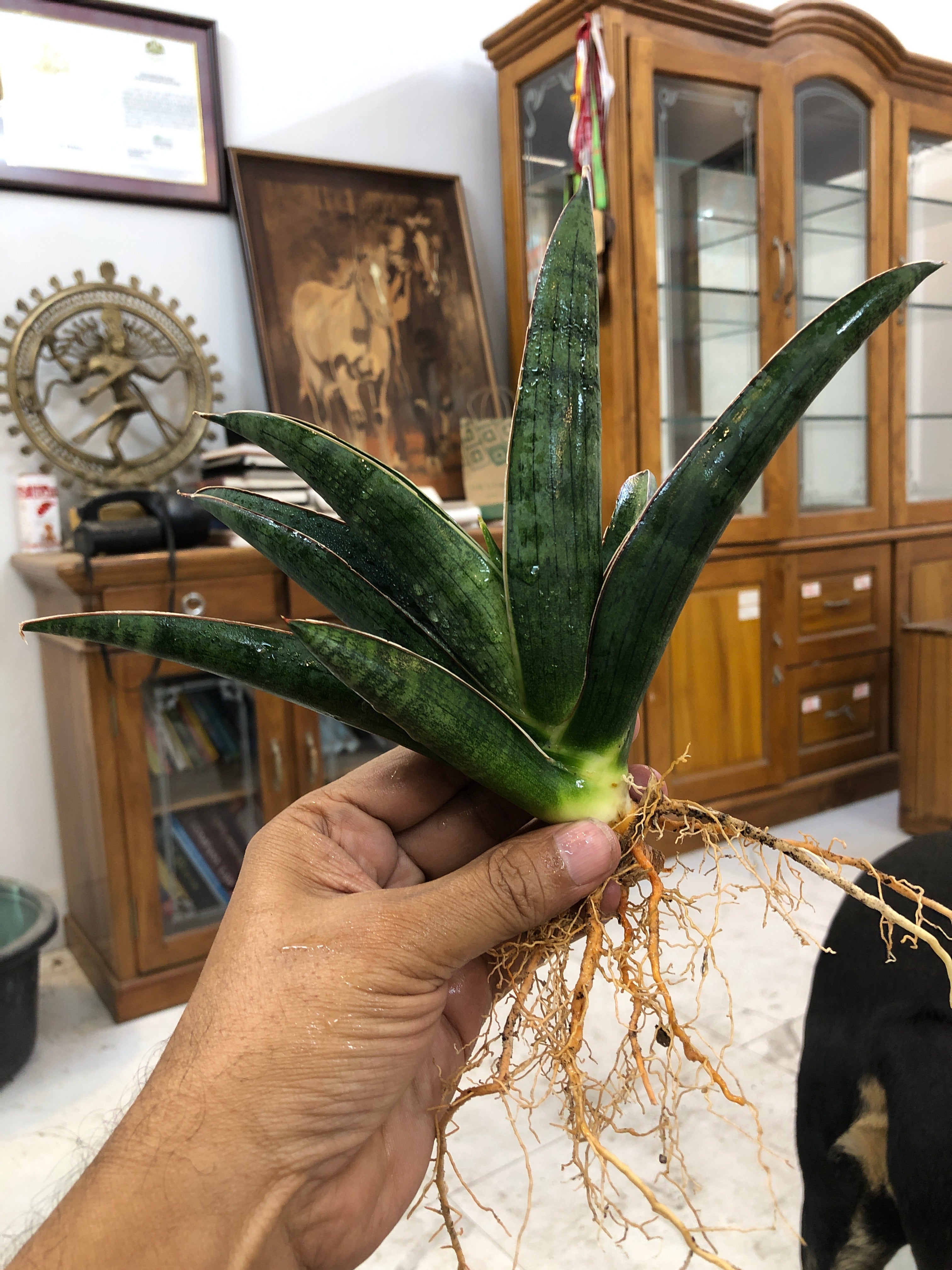 Sansevieria PATRICK