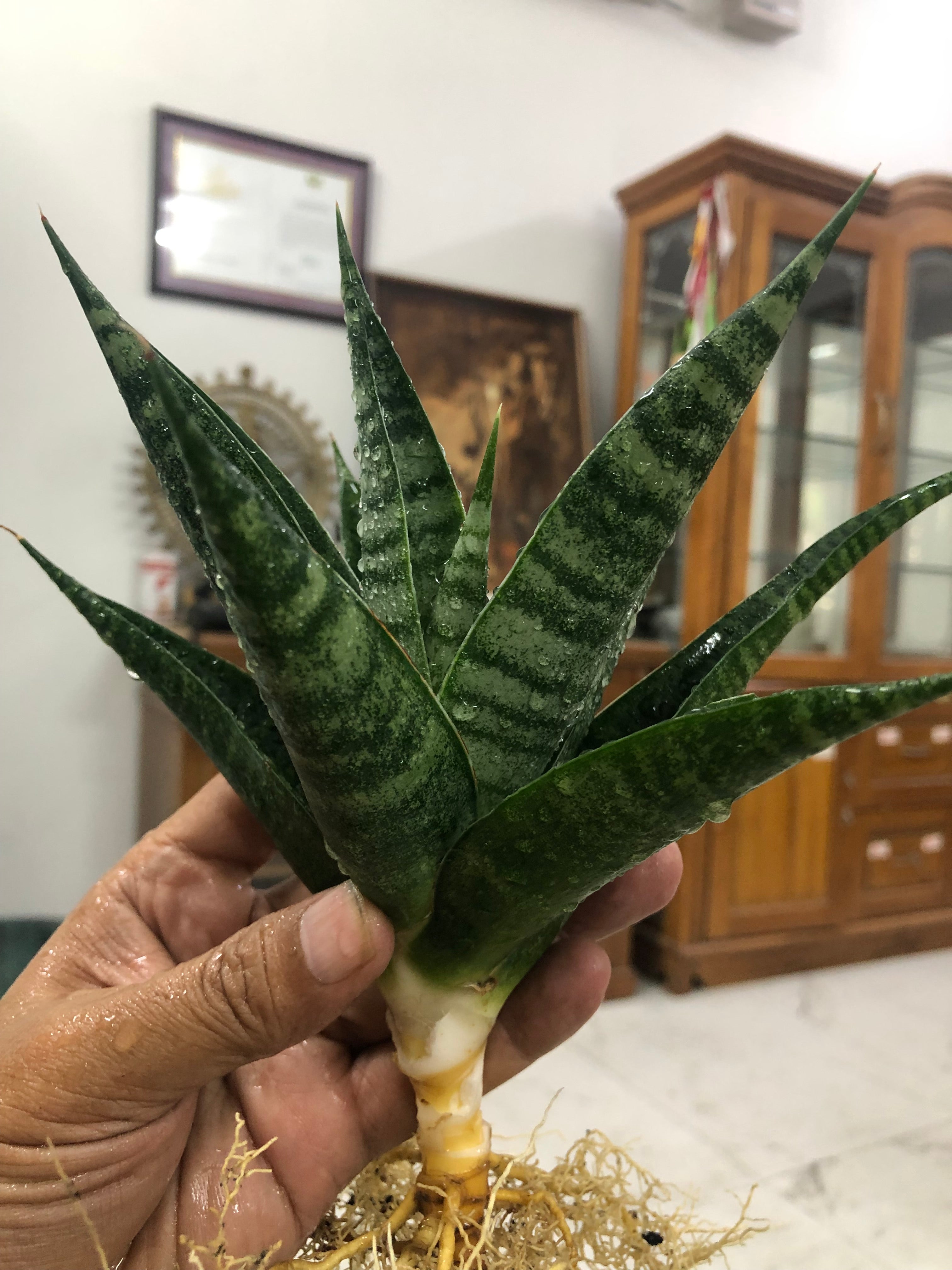 Sansevieria VALI