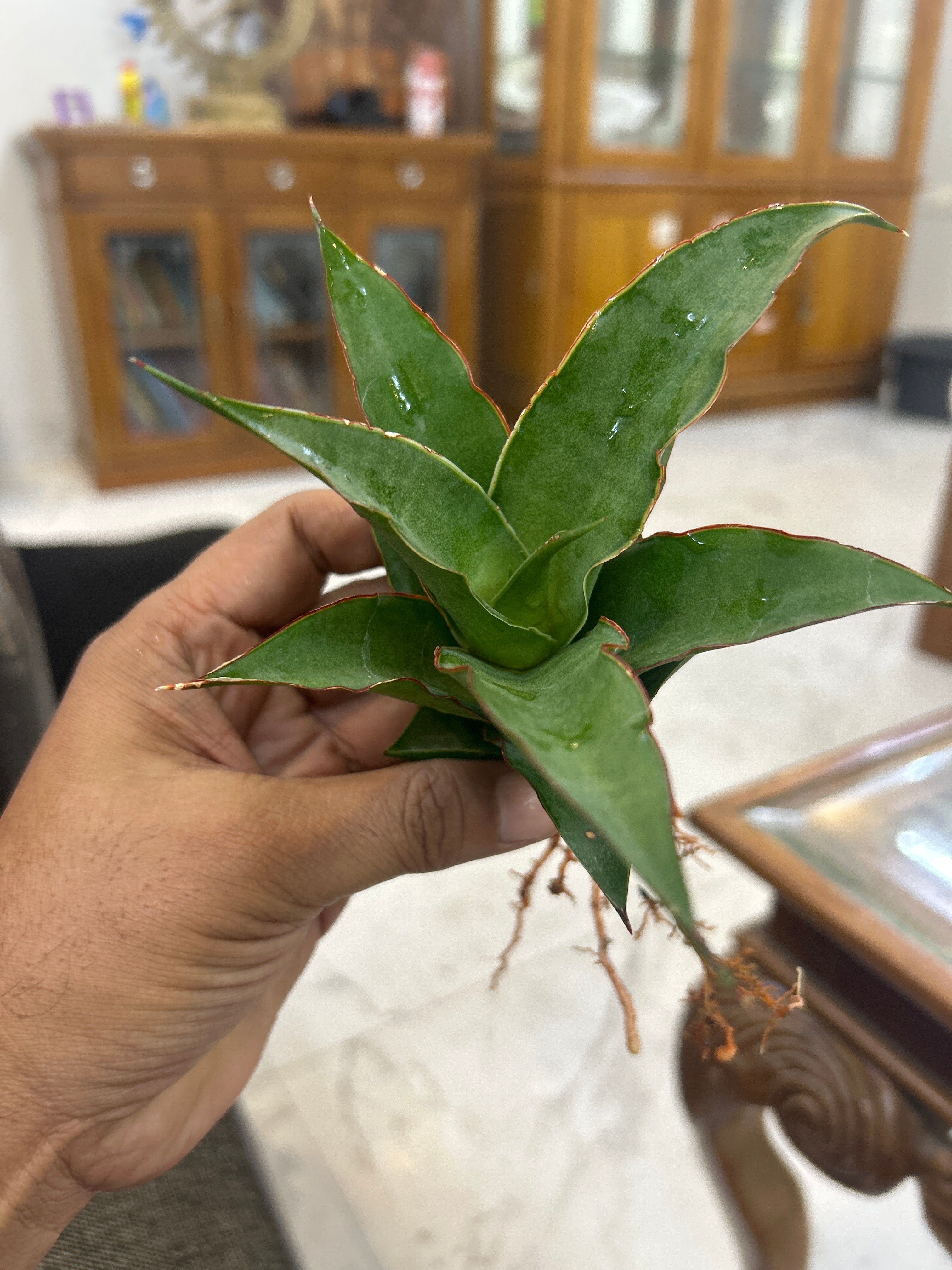 Sansevieria PUYEK