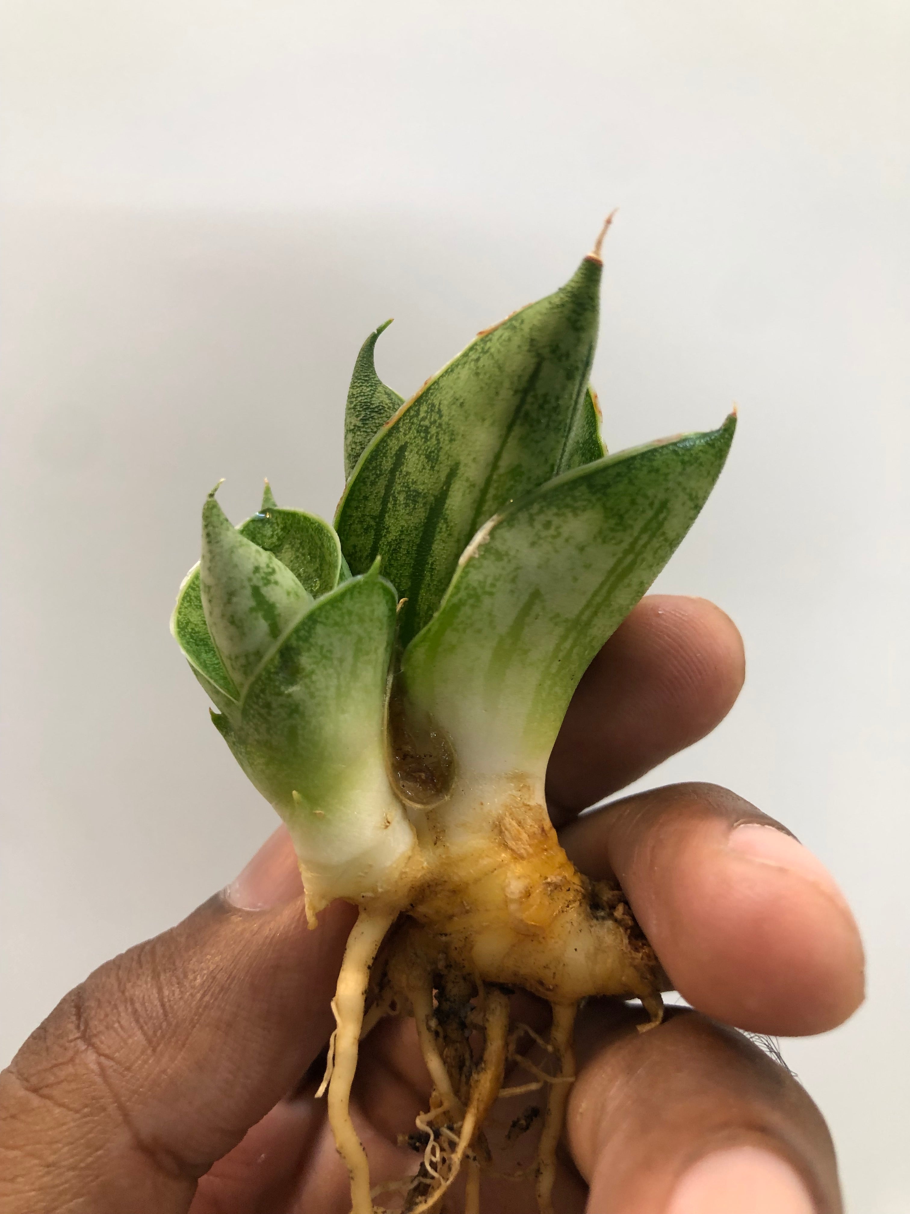 Sansevieria MINI ROSE WITH PUP
