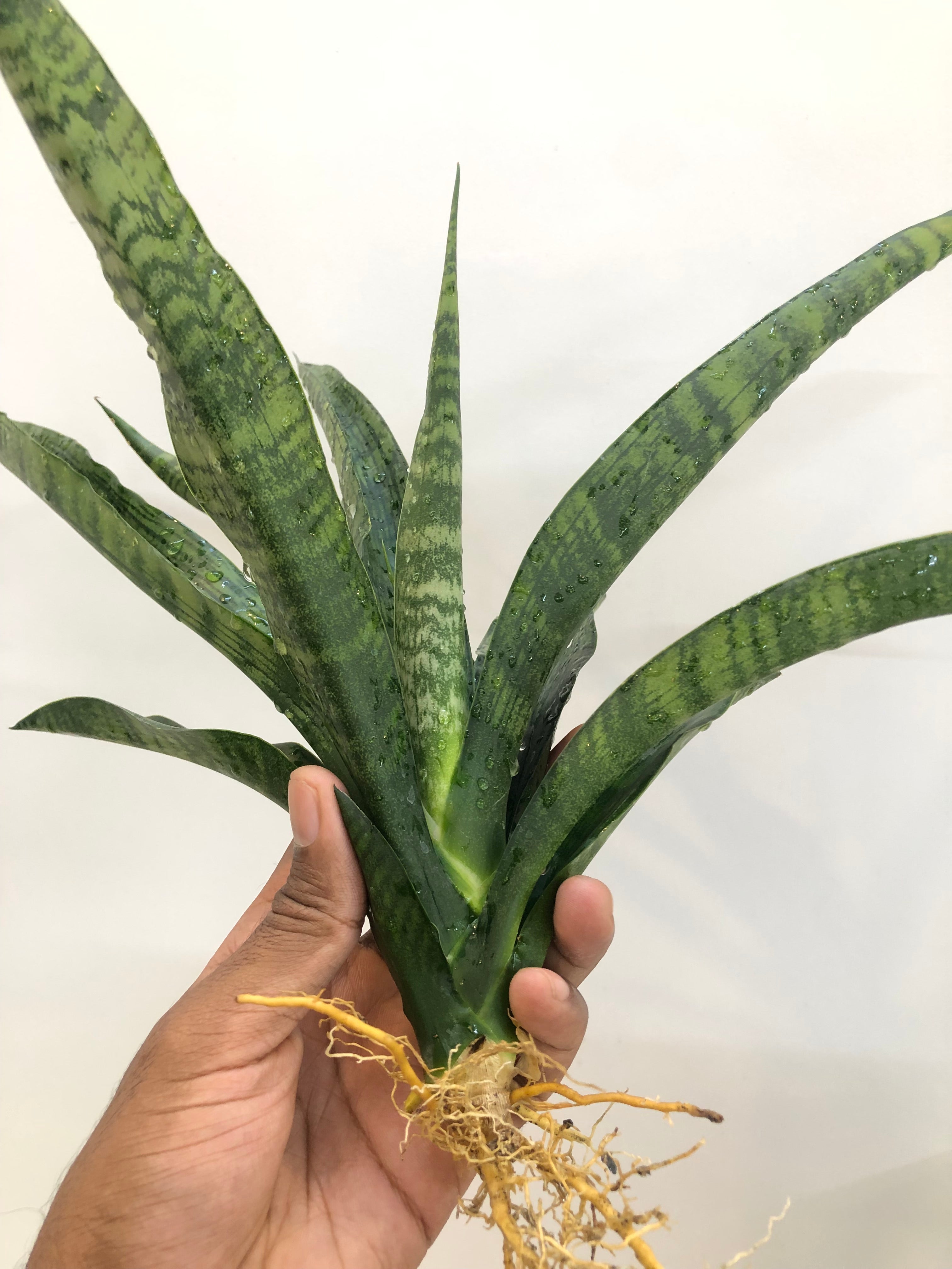 Sansevieria BALLERIAN SPECIMEN