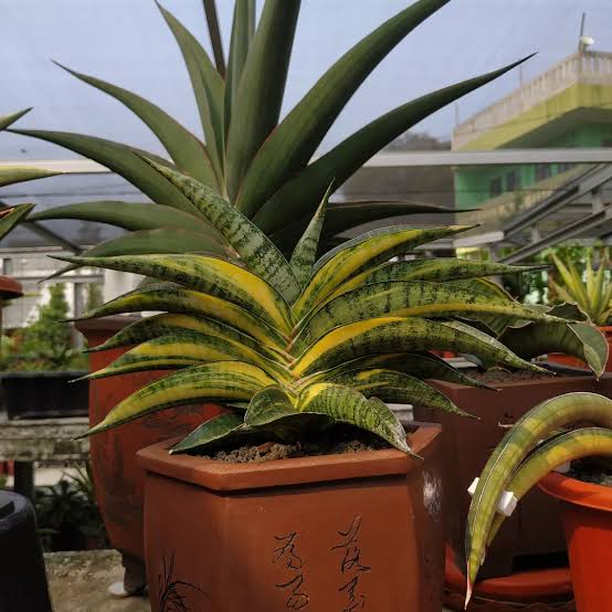 Sansevieria ARIELLA VARIEGATED