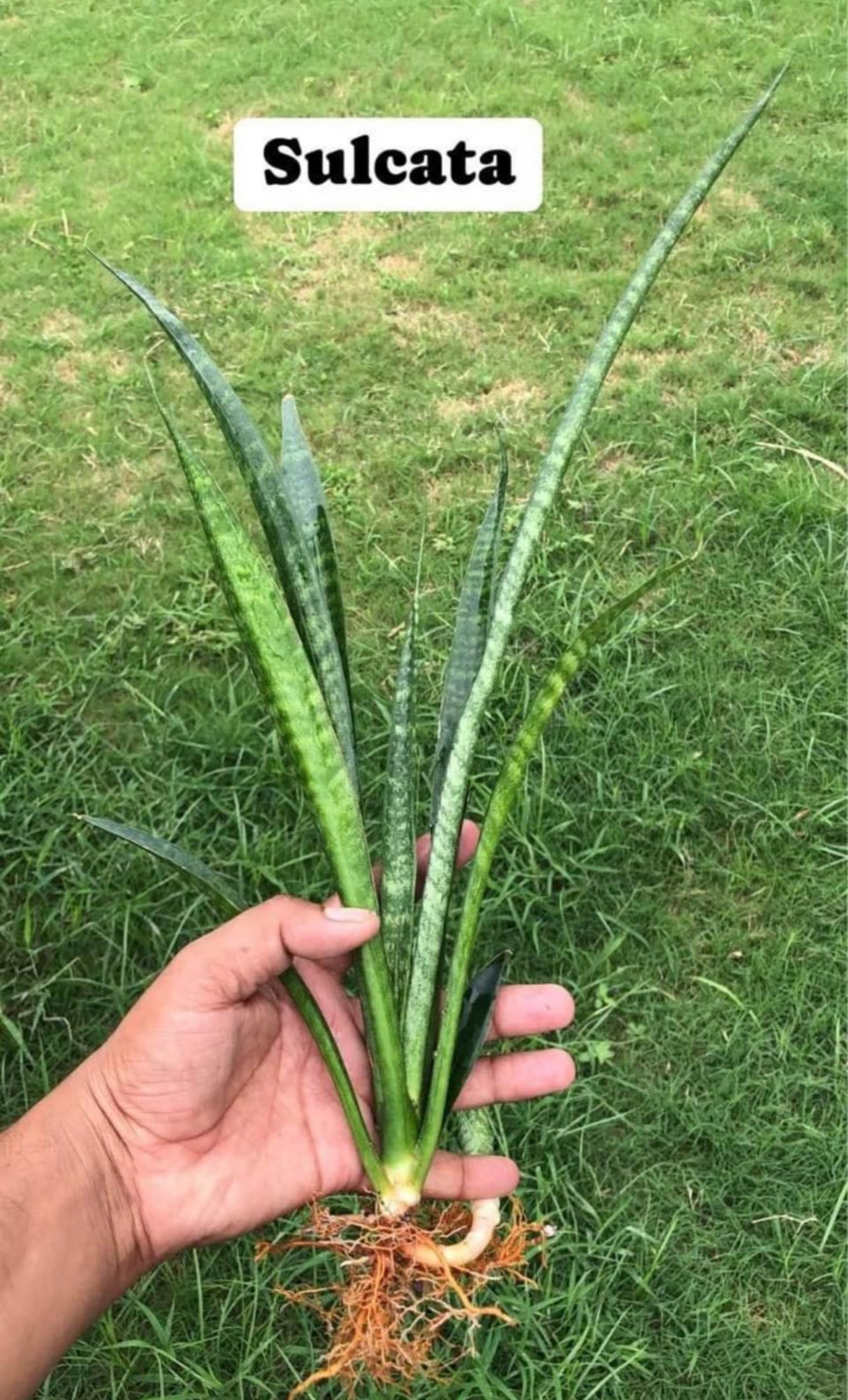 Sansevieria Large Plants Combo #113