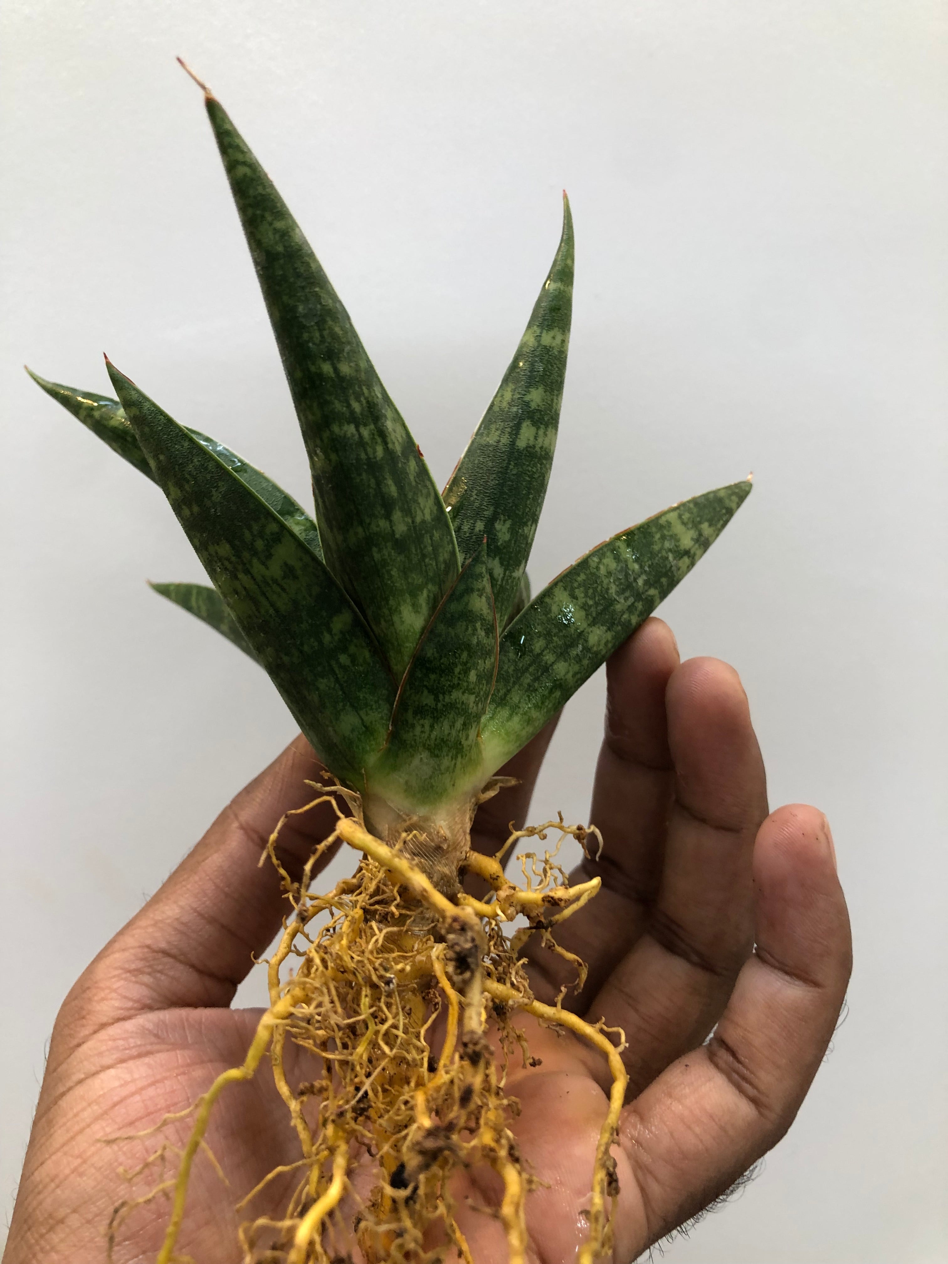 Sansevieria STAR GATE LARGE
