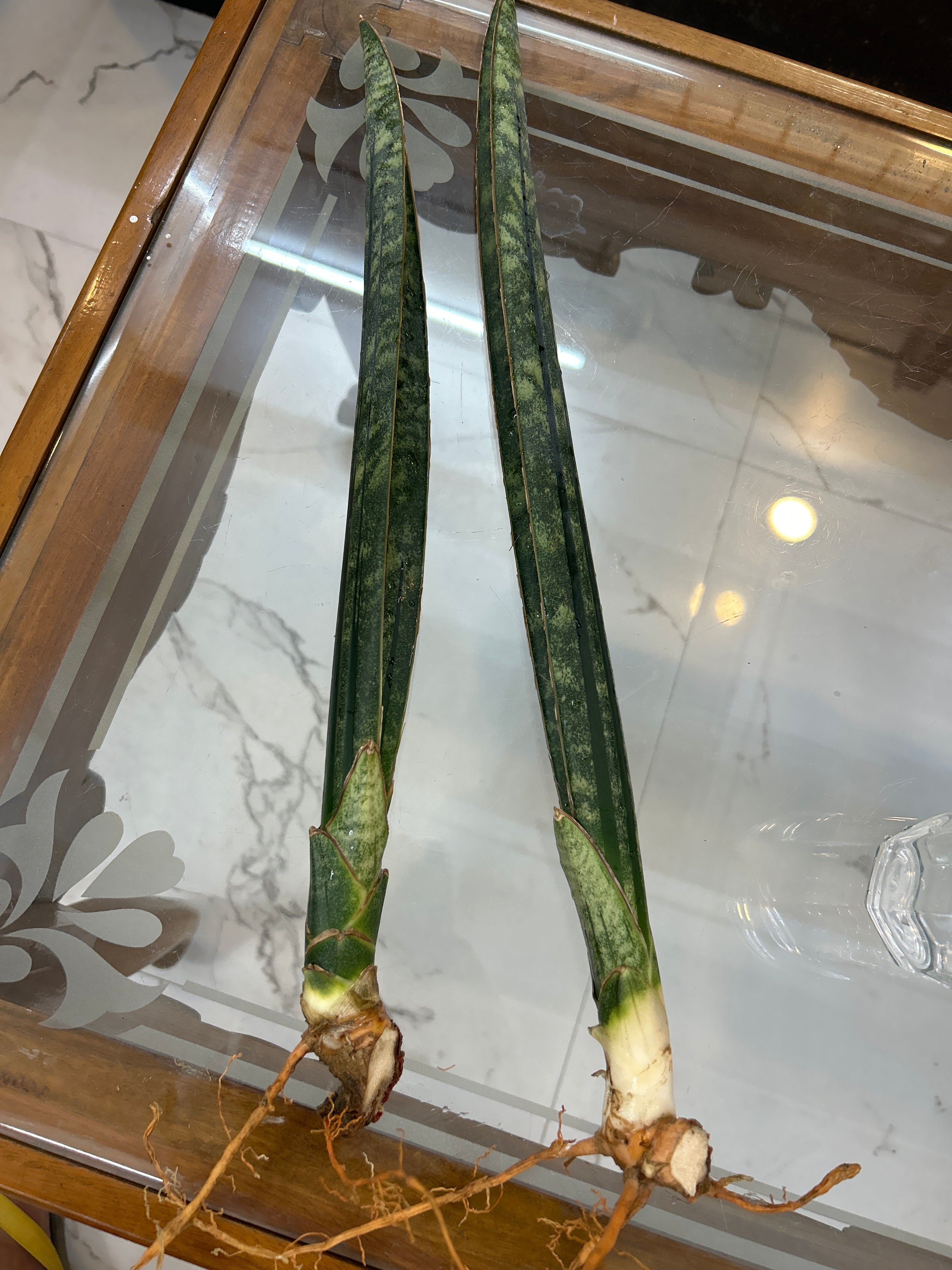 Sansevieria MALAWI BATS