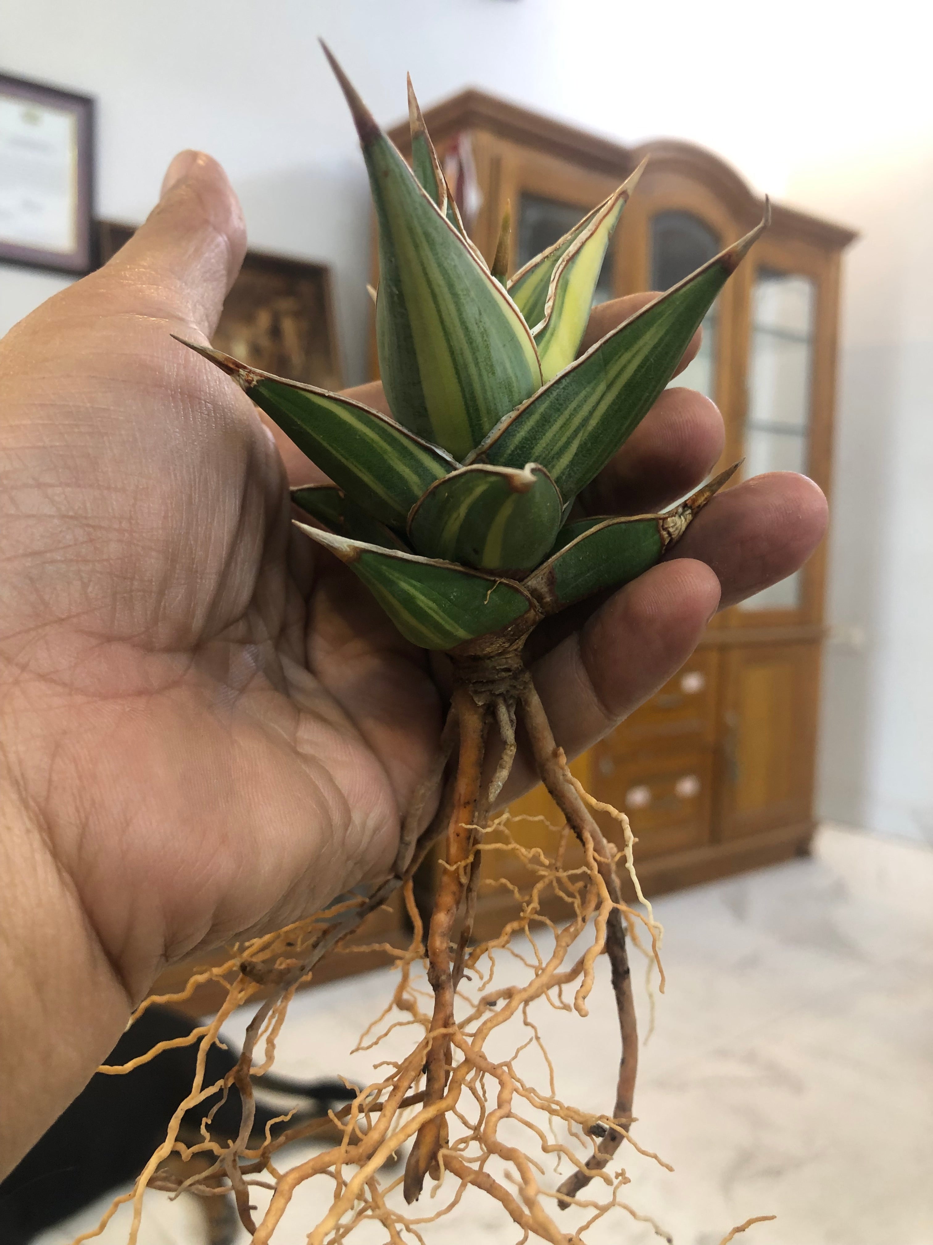 Sansevieria PINGUICULA VARIEGATED