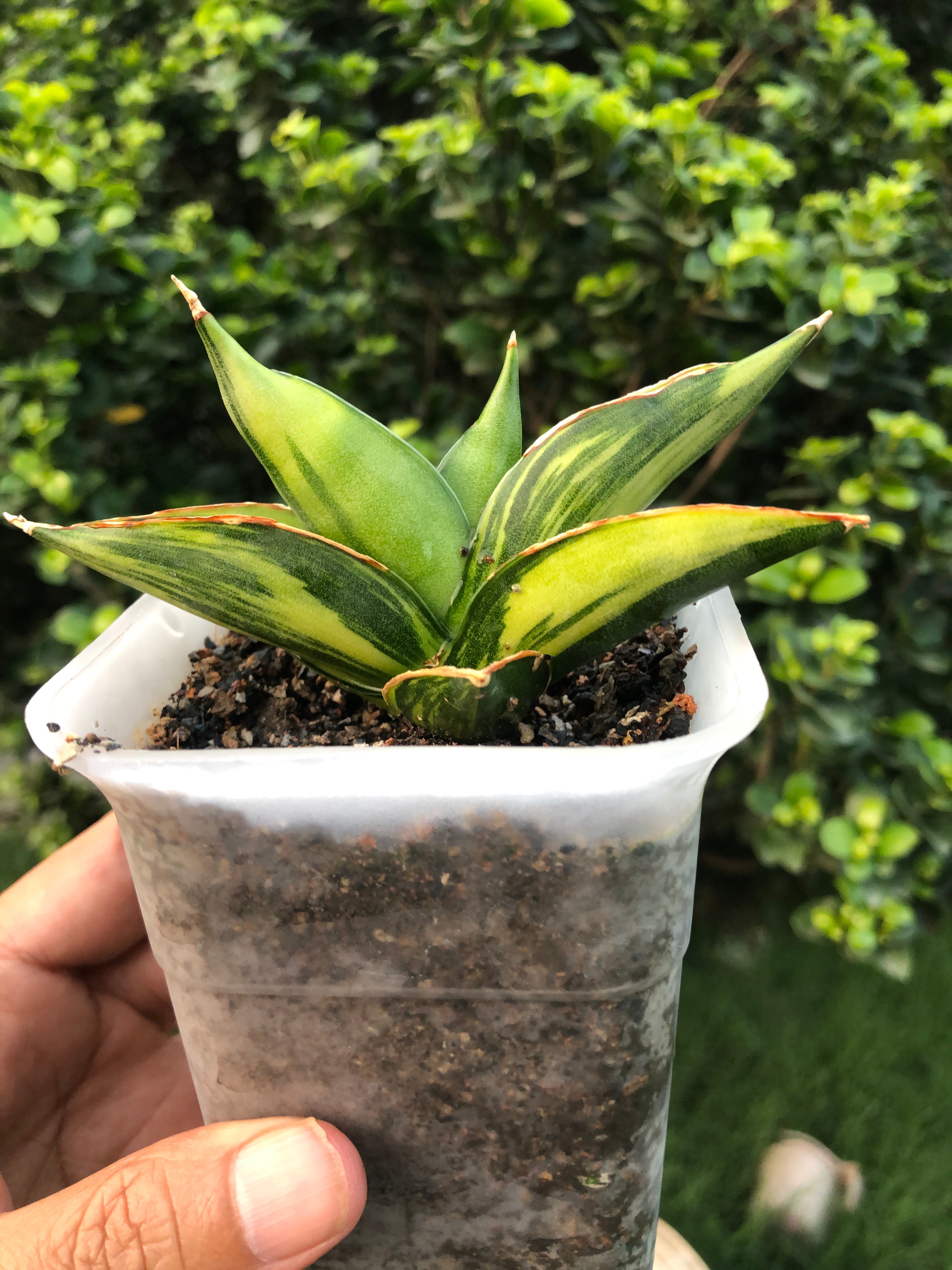 Sansevieria SWASDEE VARIEGATED