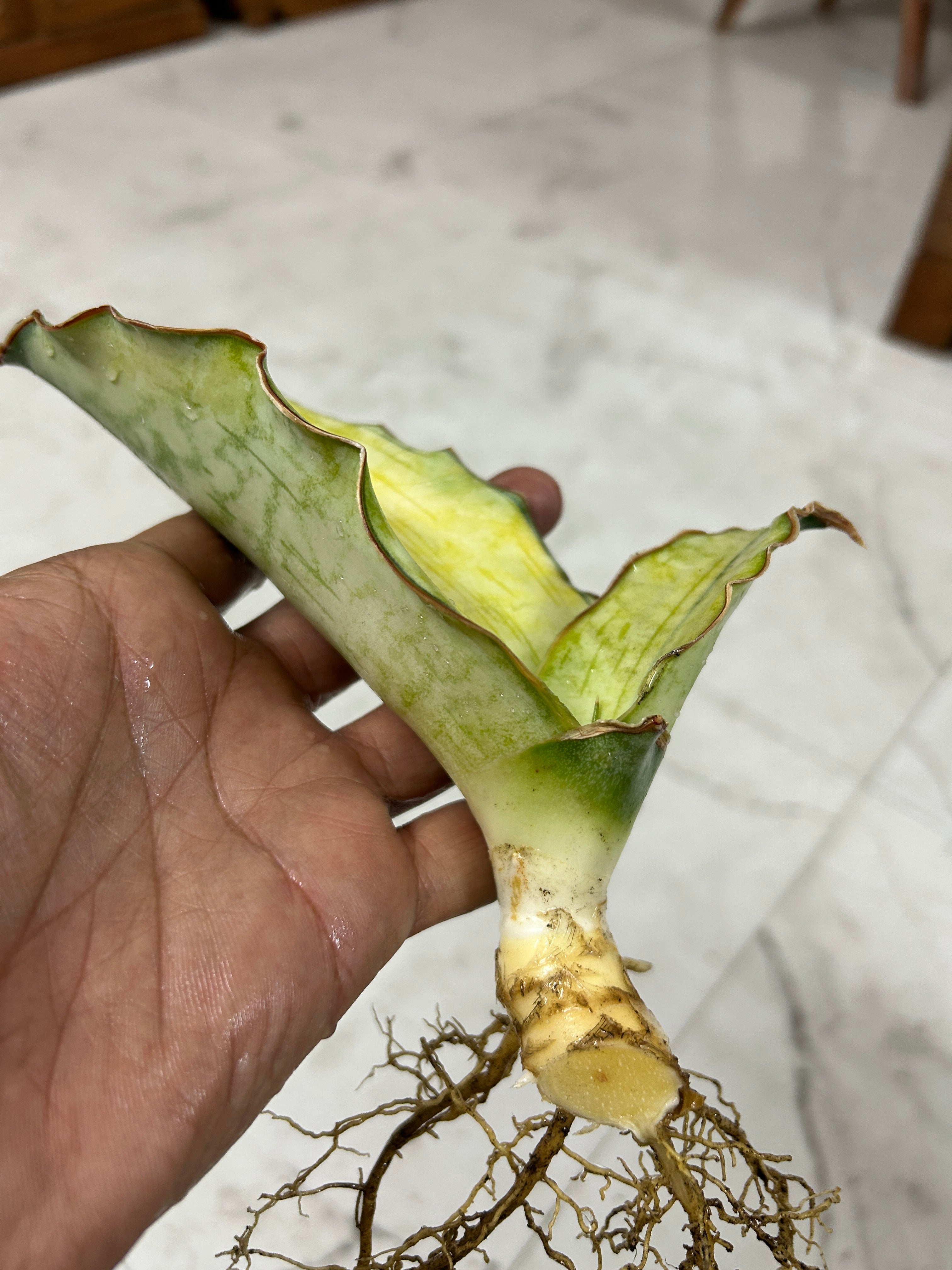 Sansevieria KIRKII SILVER BLUE VAR