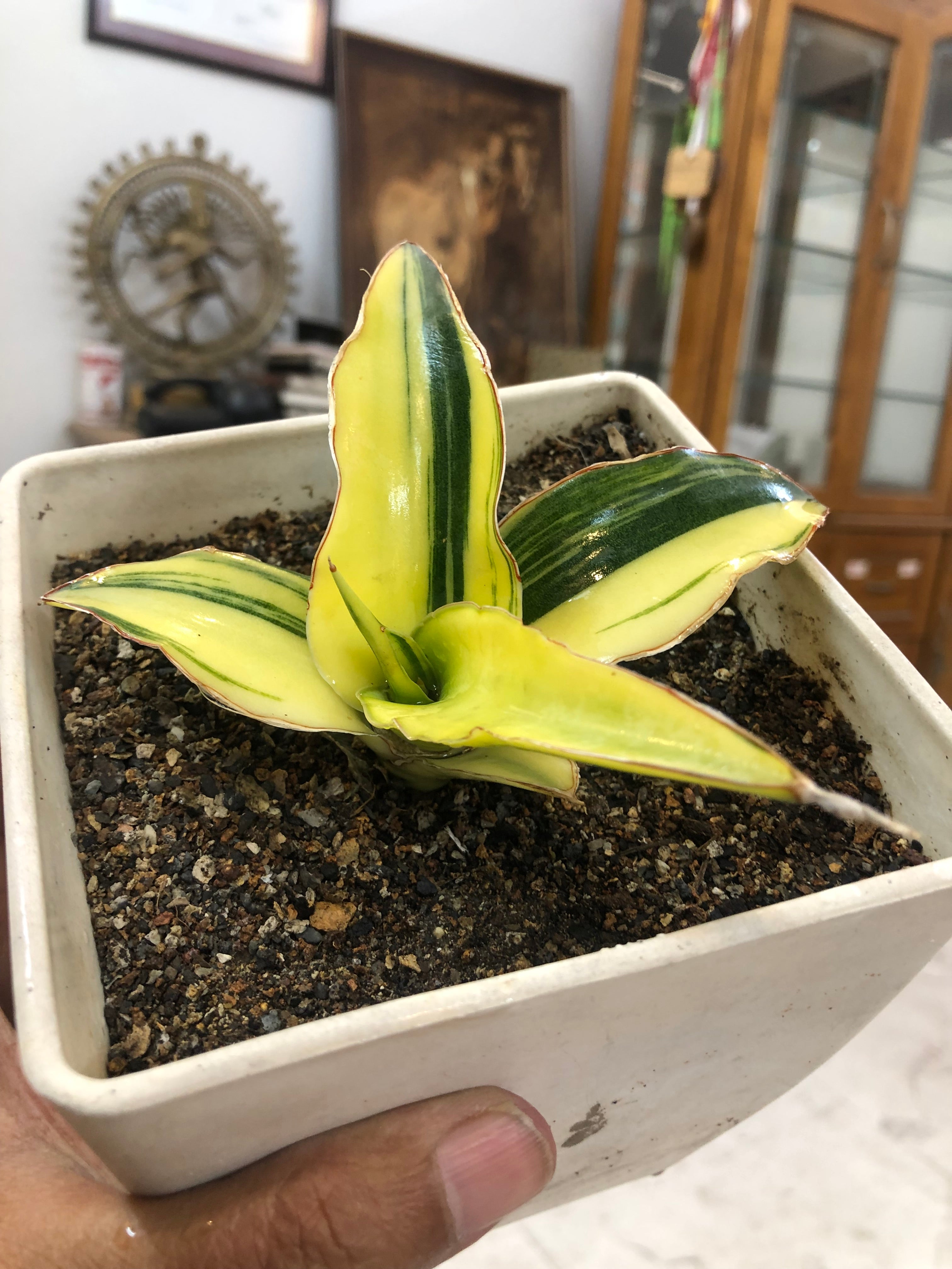 Sansevieria GANESHA VARIEGATED