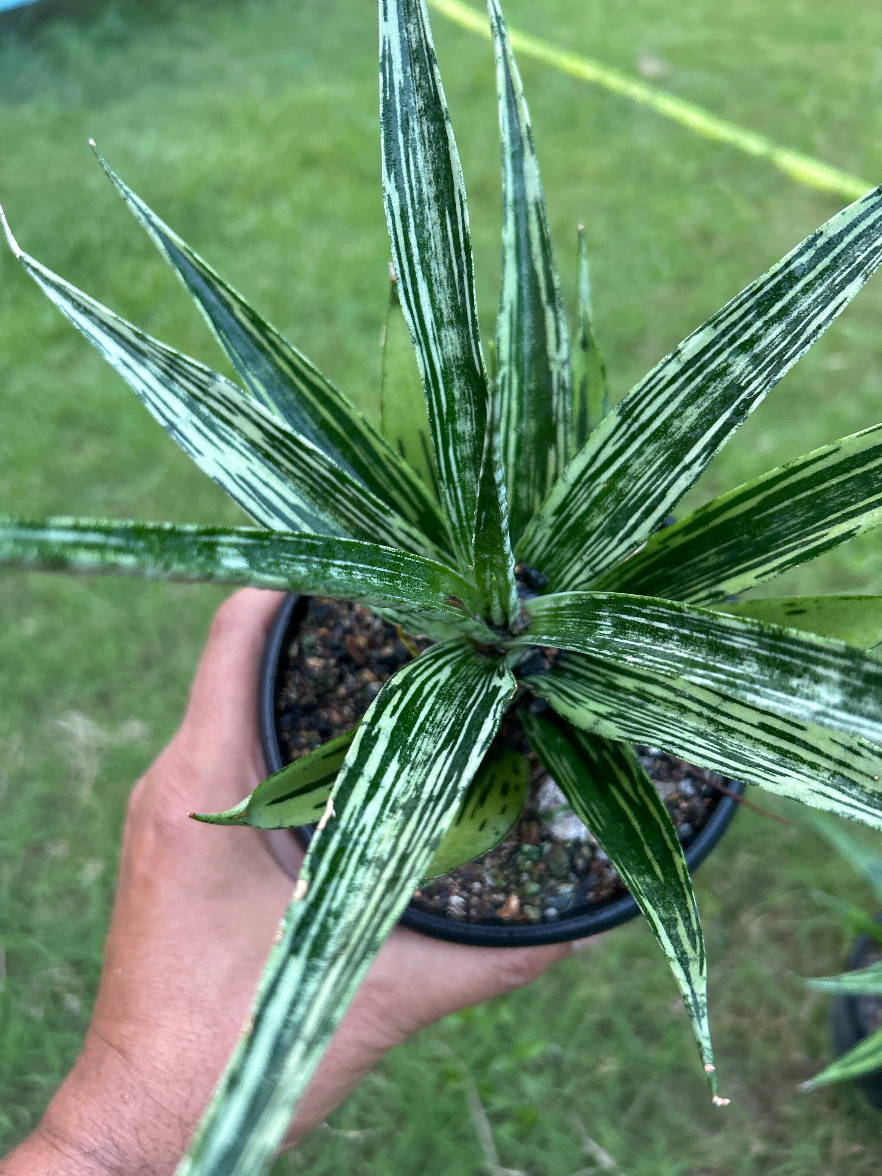 Sansevieria FON PRUM
