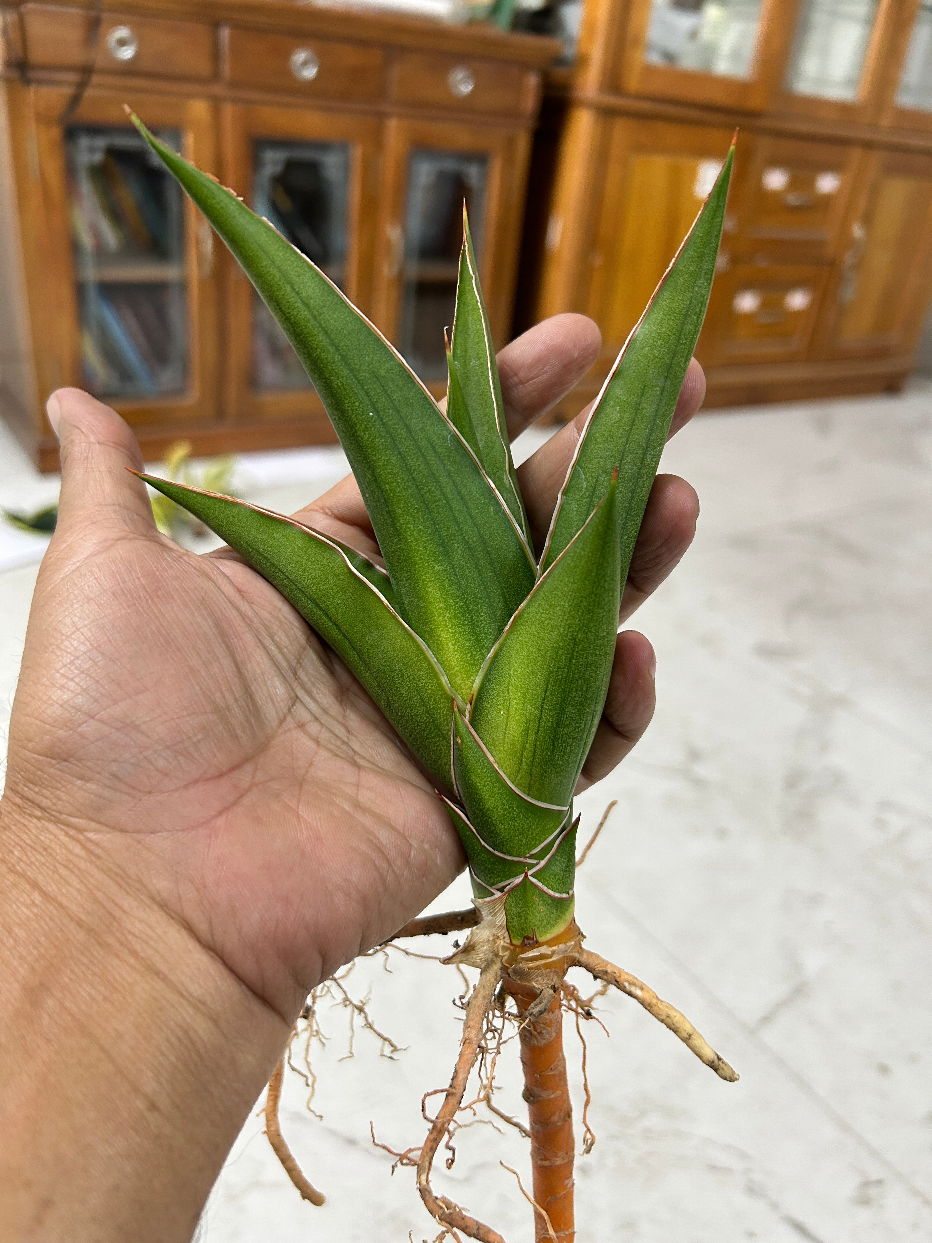 Sansevieria Hybrid AYA