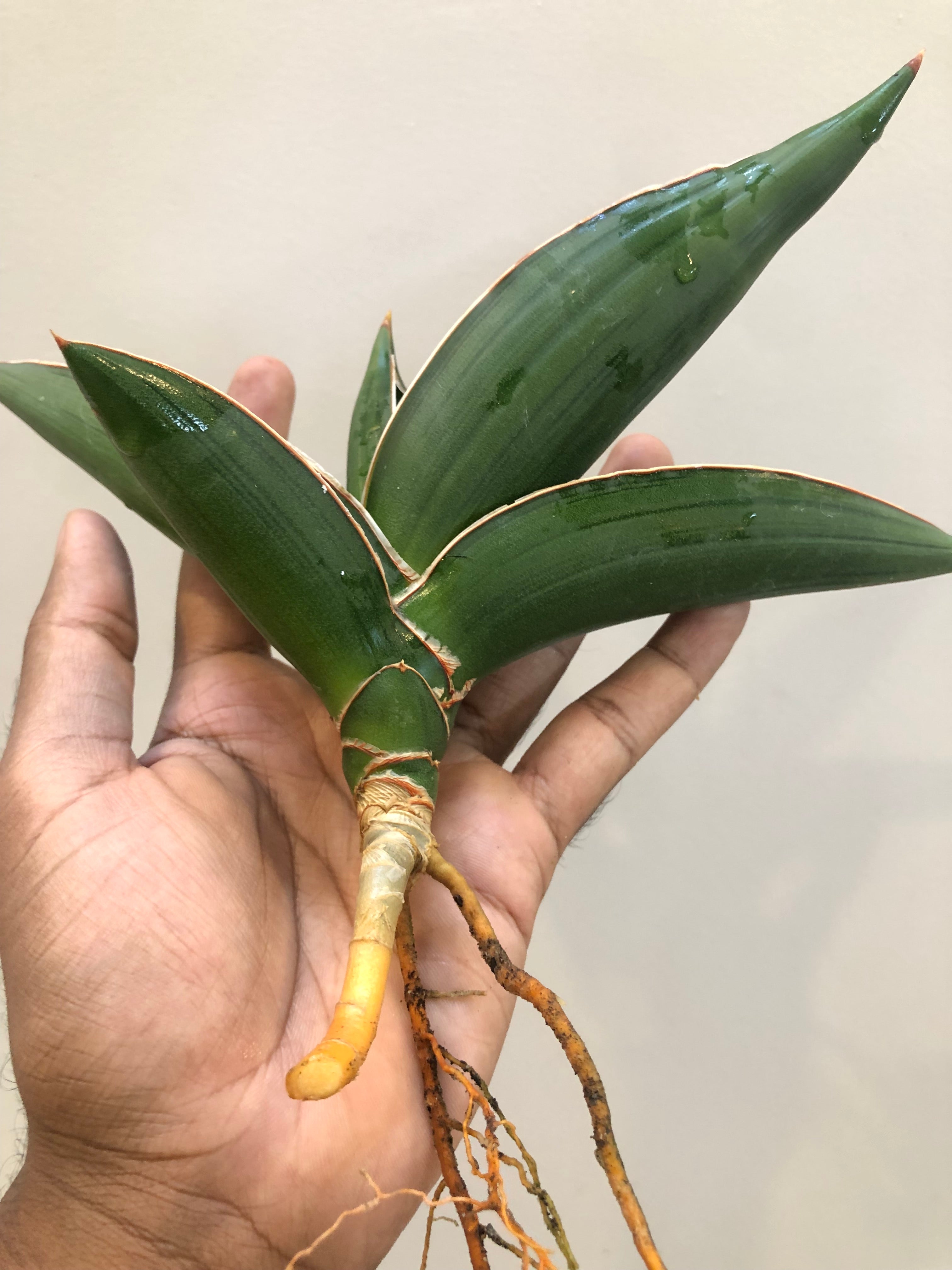 Sansevieria Samurai Snake Plant