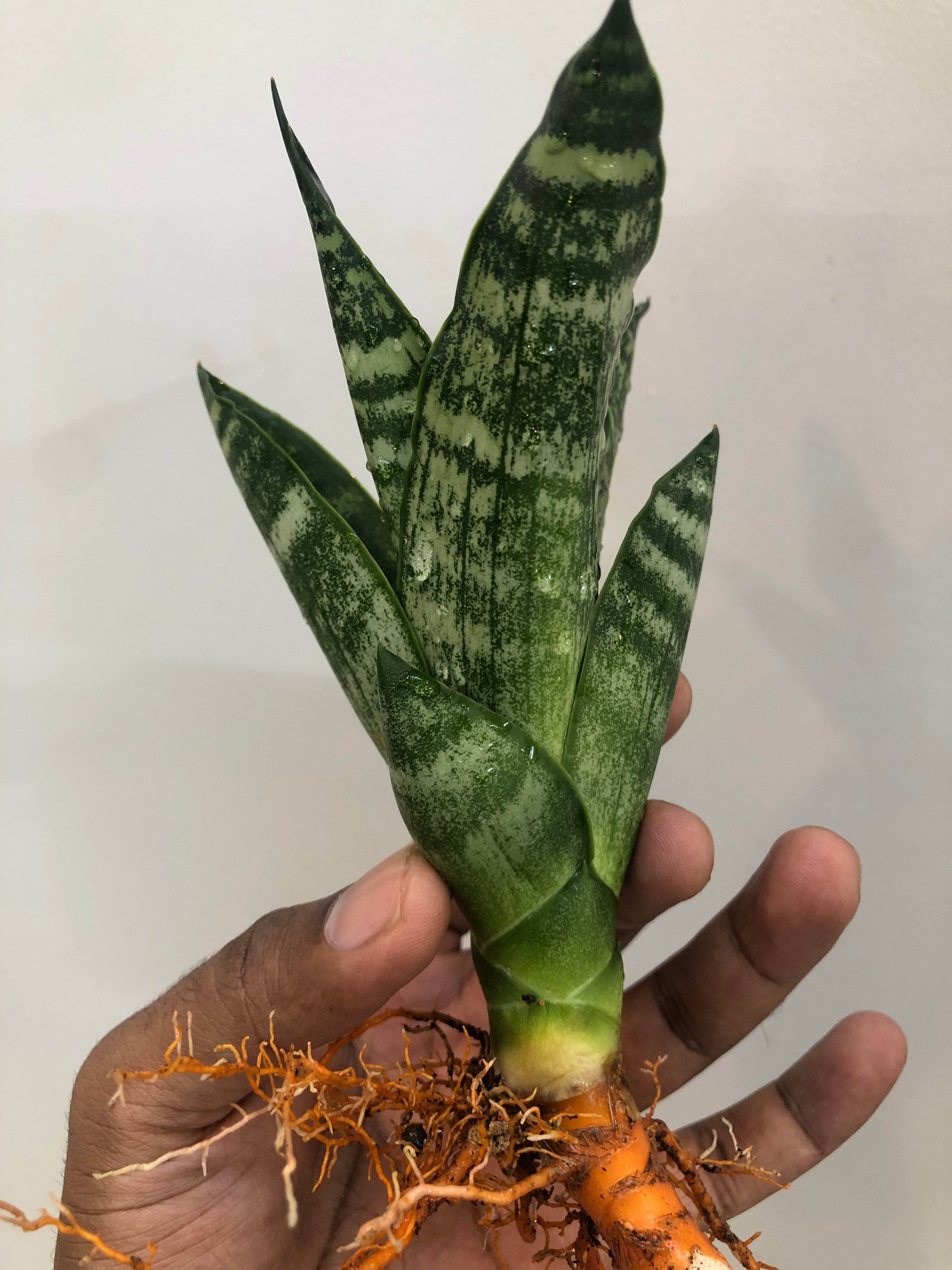 Sansevieria BLACK HORSE