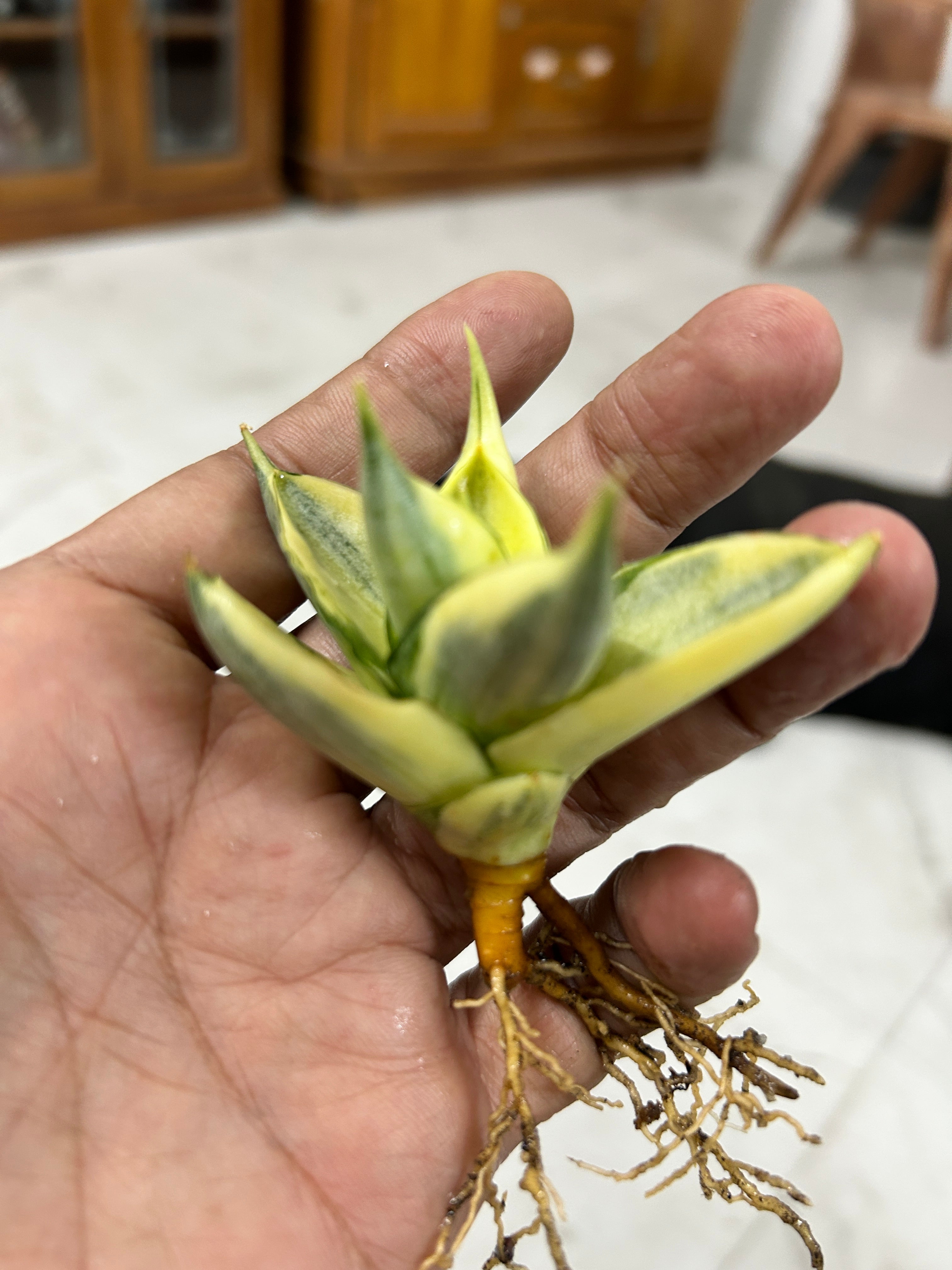 Sansevieria MANJA VARIEGATED