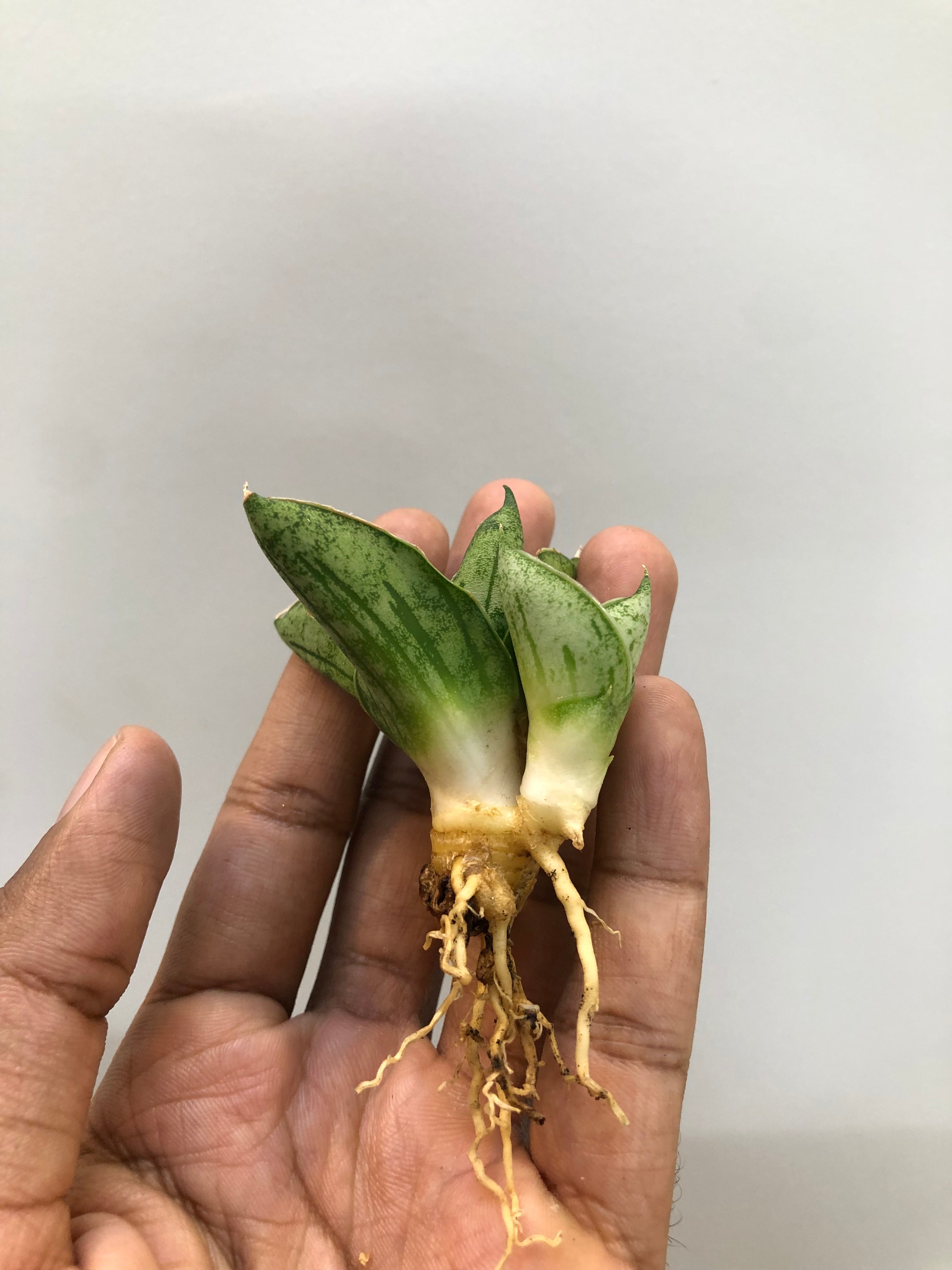 Sansevieria MINI ROSE WITH PUP