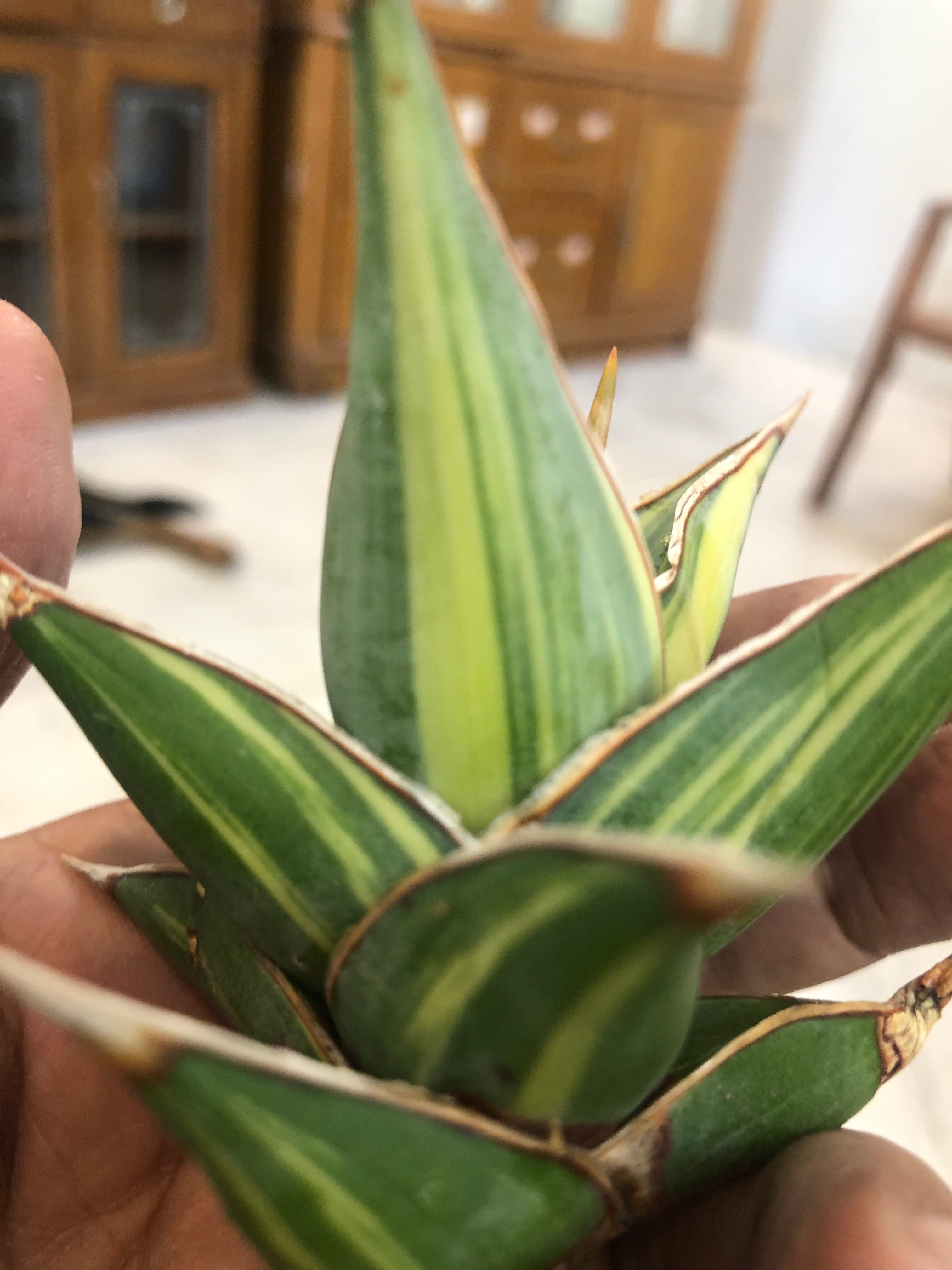 Sansevieria PINGUICULA VARIEGATED