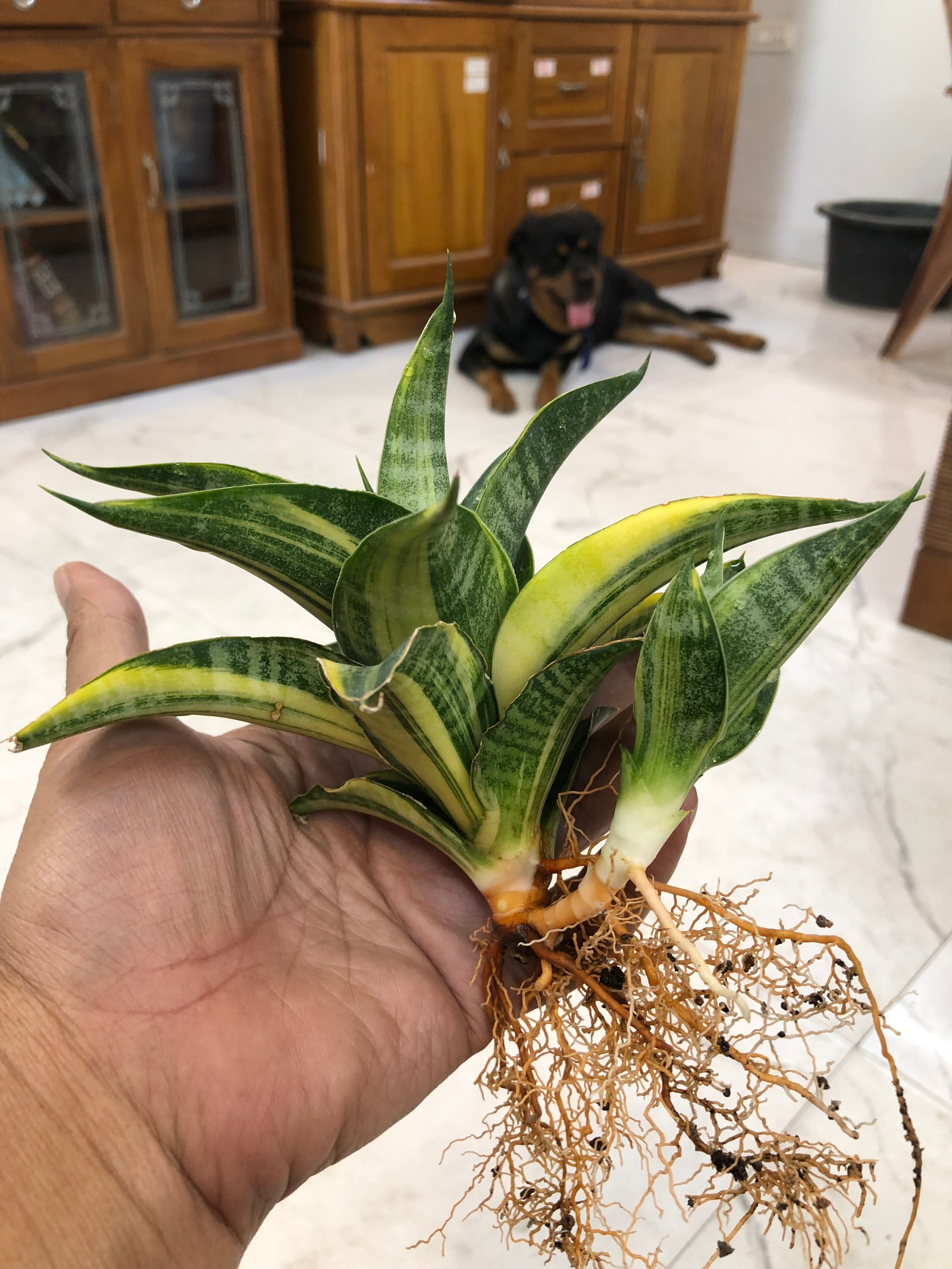 Sansevieria ARIELLA VARIEGATED