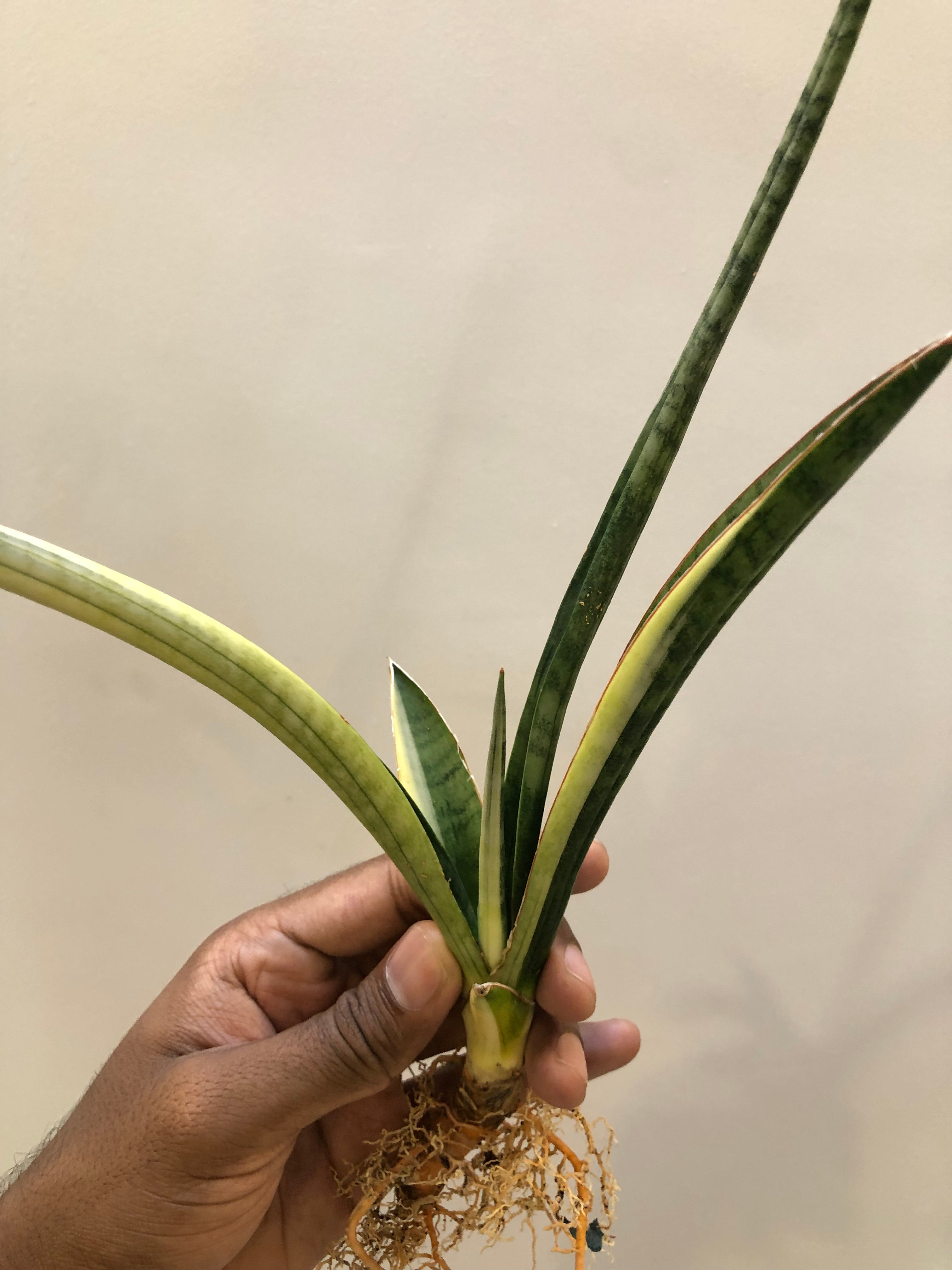 Sansevieria BANDIPUR WHITE VAR