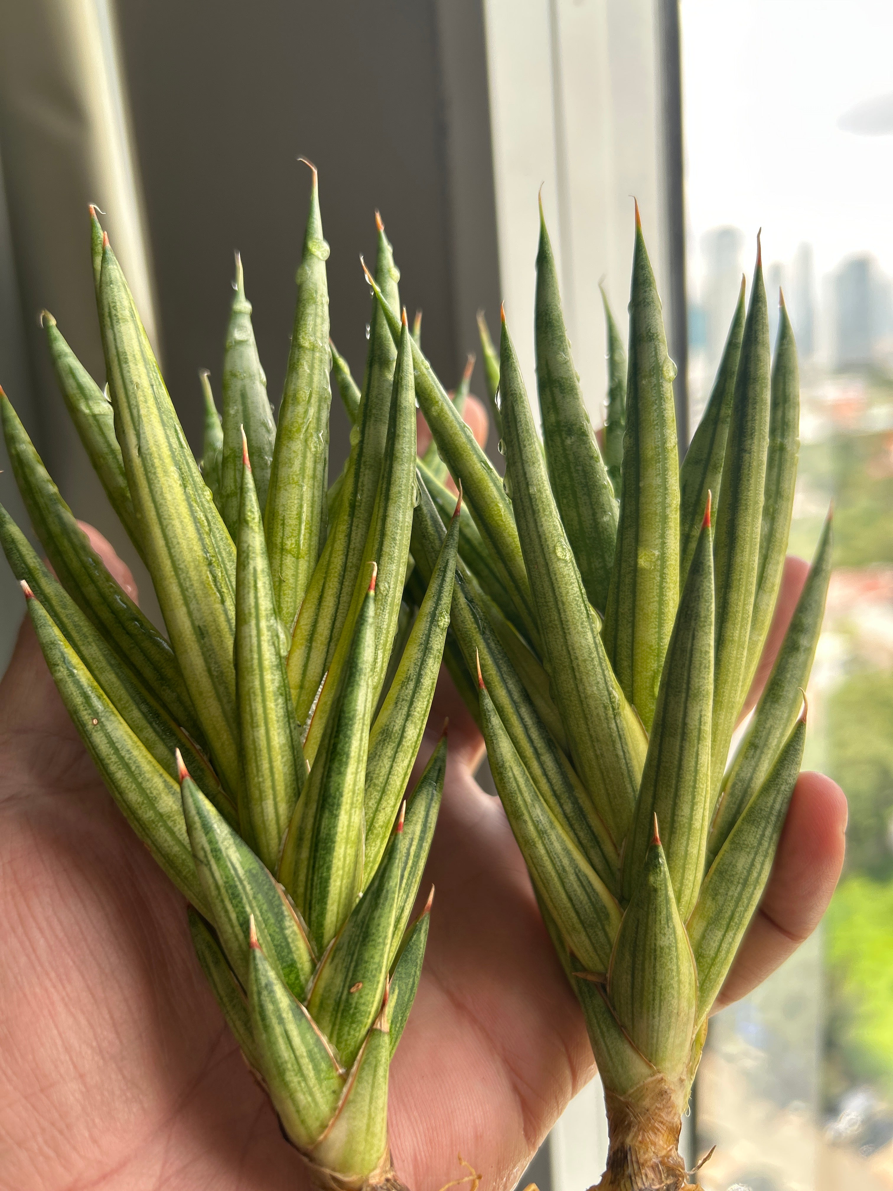 Sansevieria Francissi Yellow Var