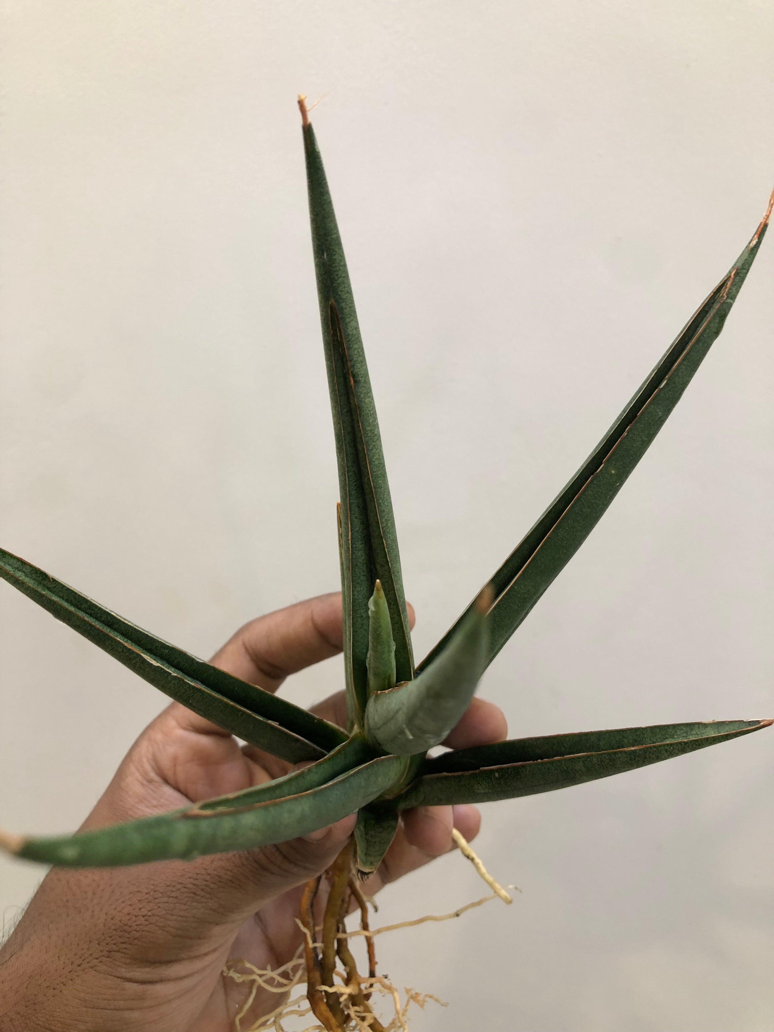 Sansevieria DAWWA