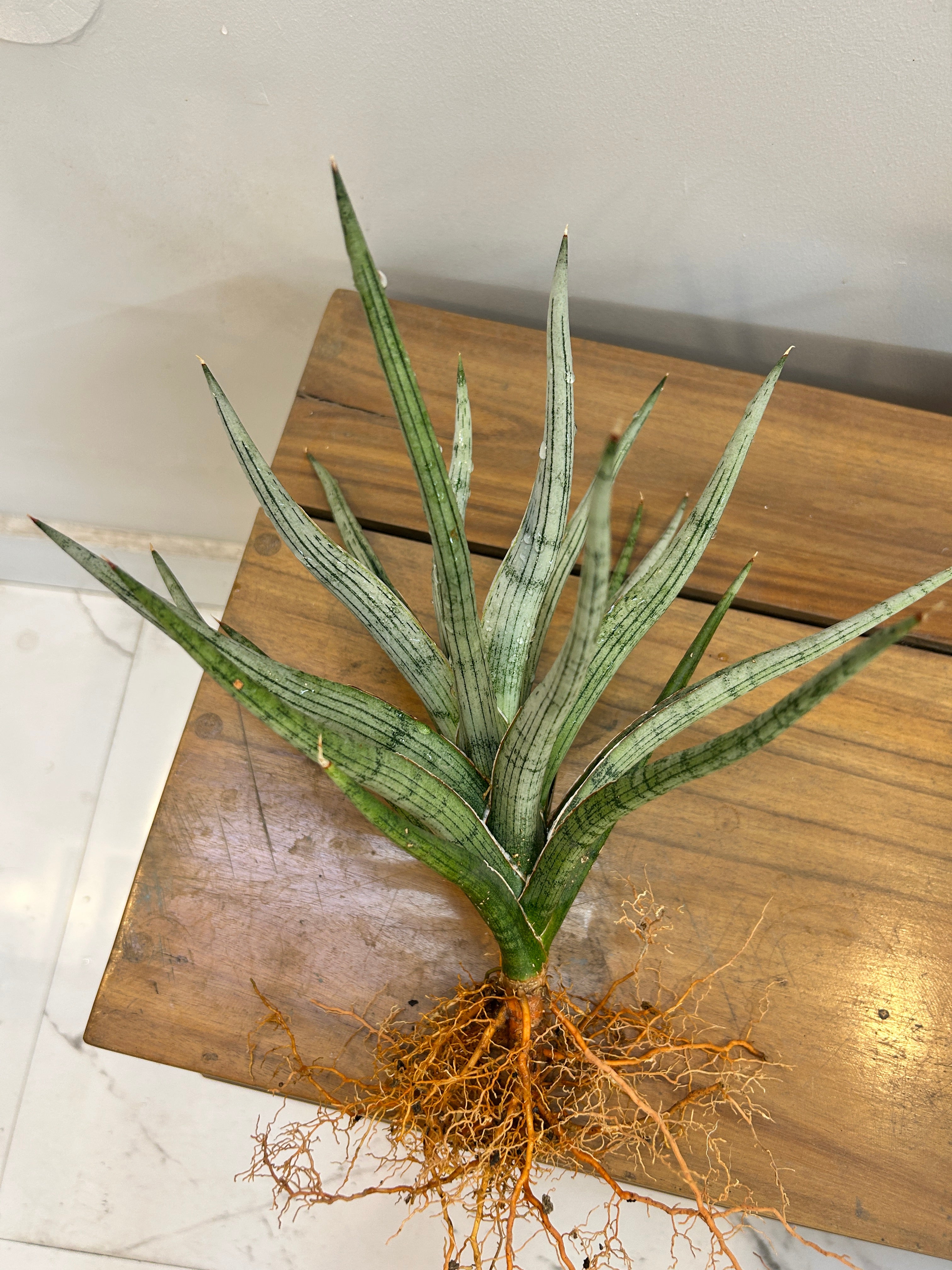 Sansevieria MANDALIKA Specimen