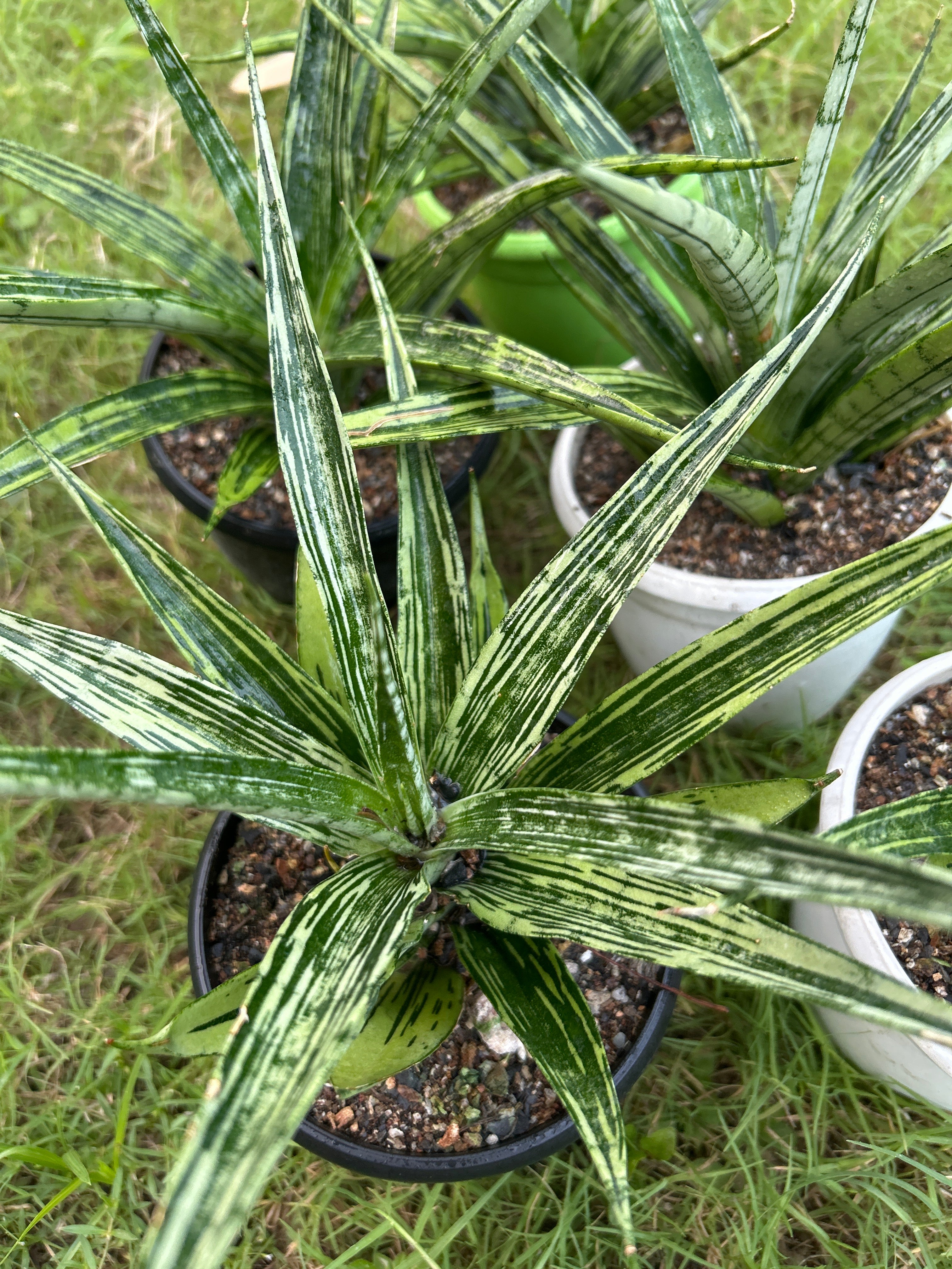 Sansevieria FON PRUM